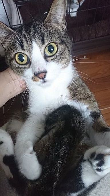 じゃりてんの写真