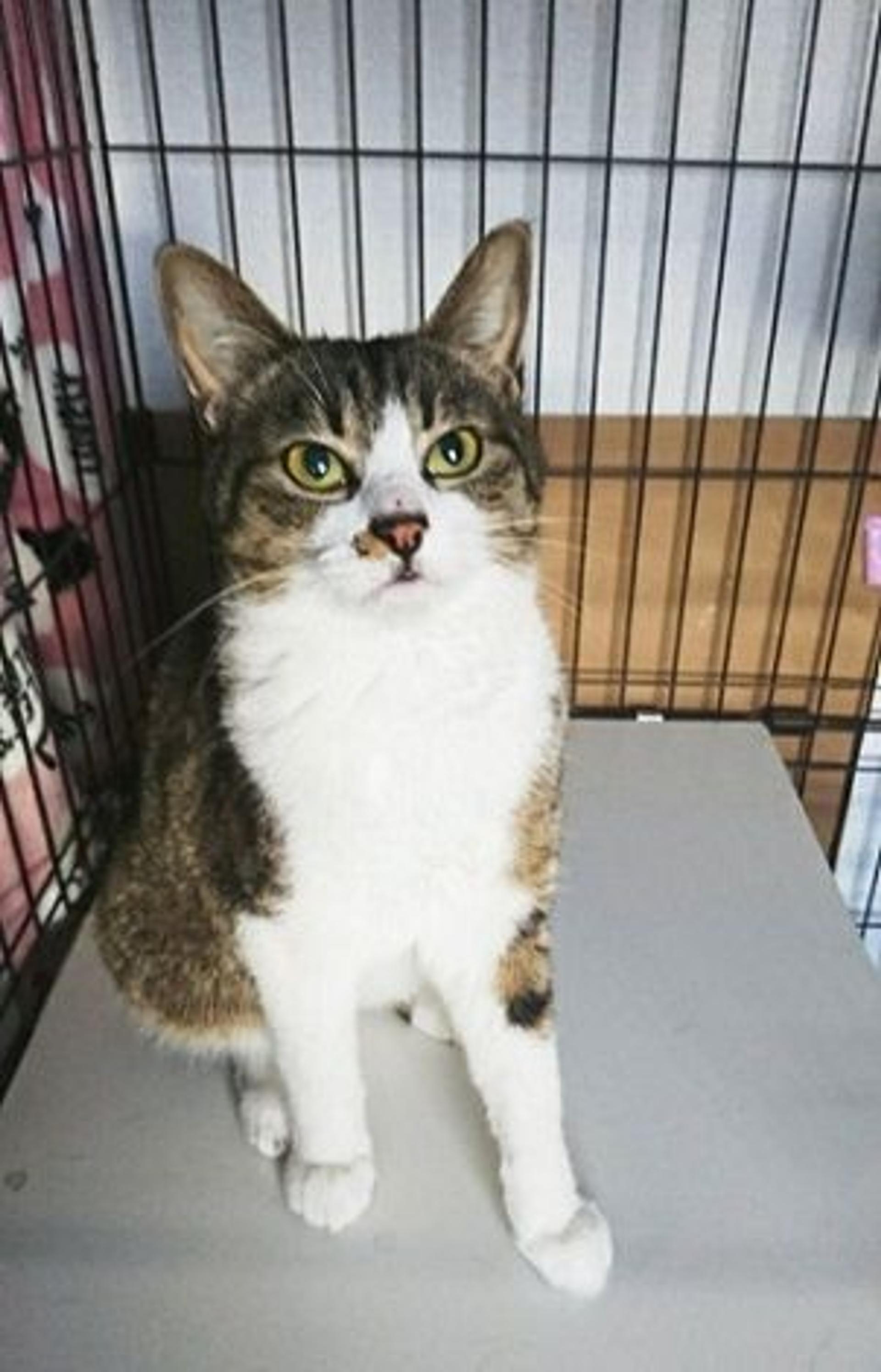 pet-image-2