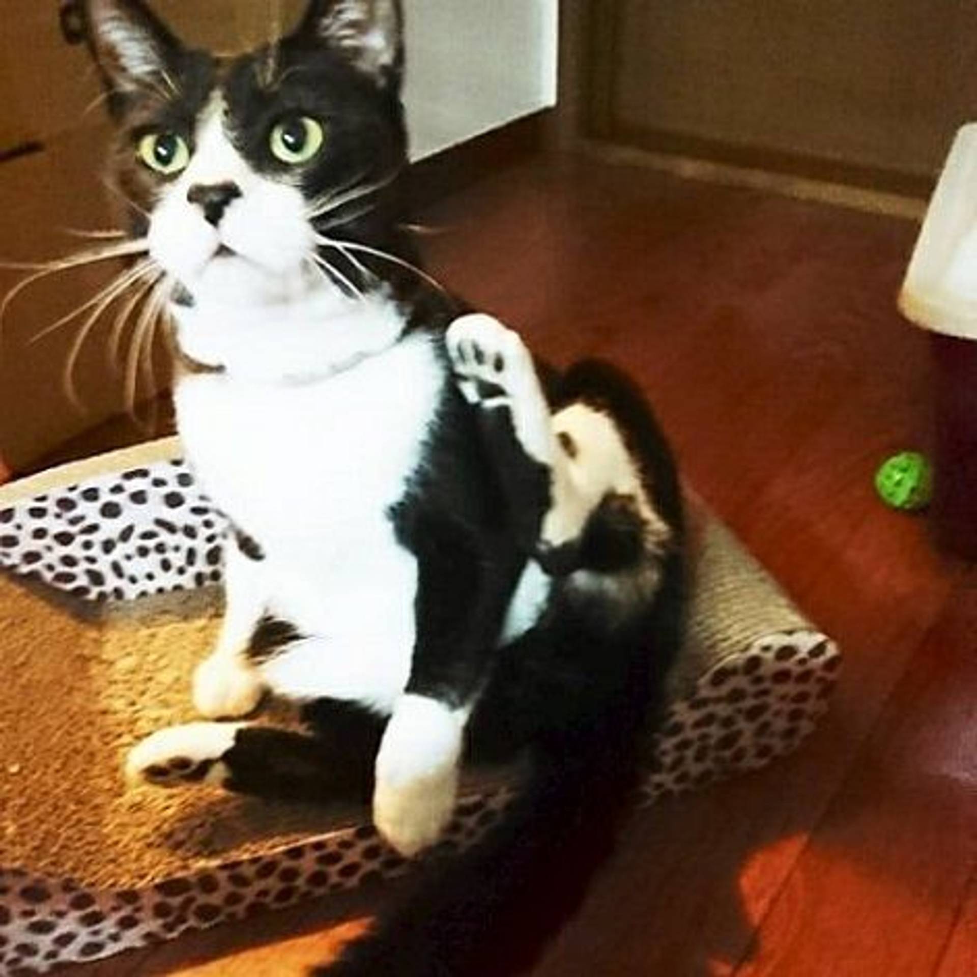 雑種（ミックス猫）・オスの里親募集の写真