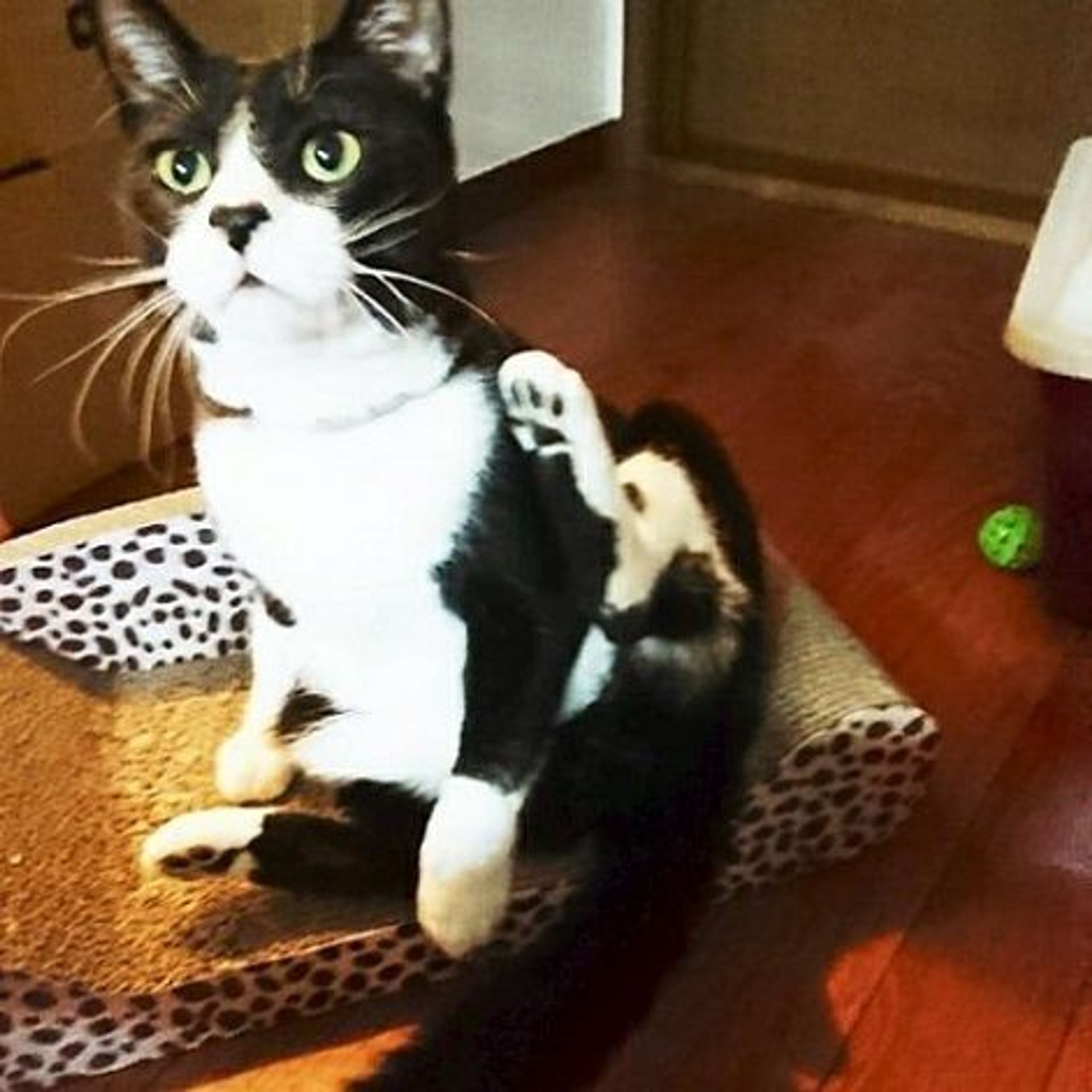 雑種（ミックス猫）・オスの里親募集の写真