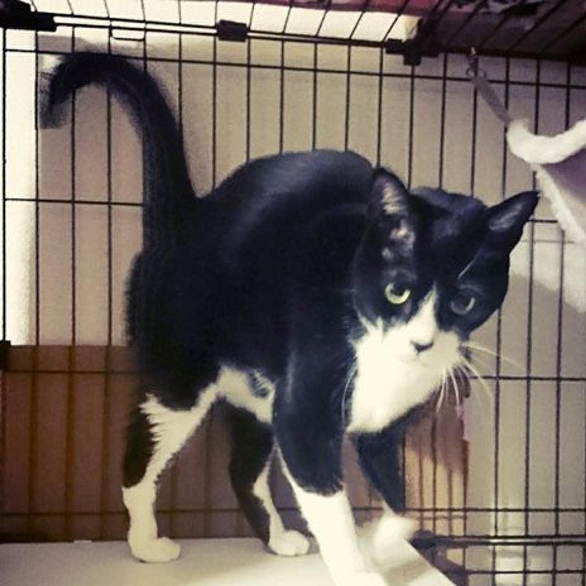 pet-image-2