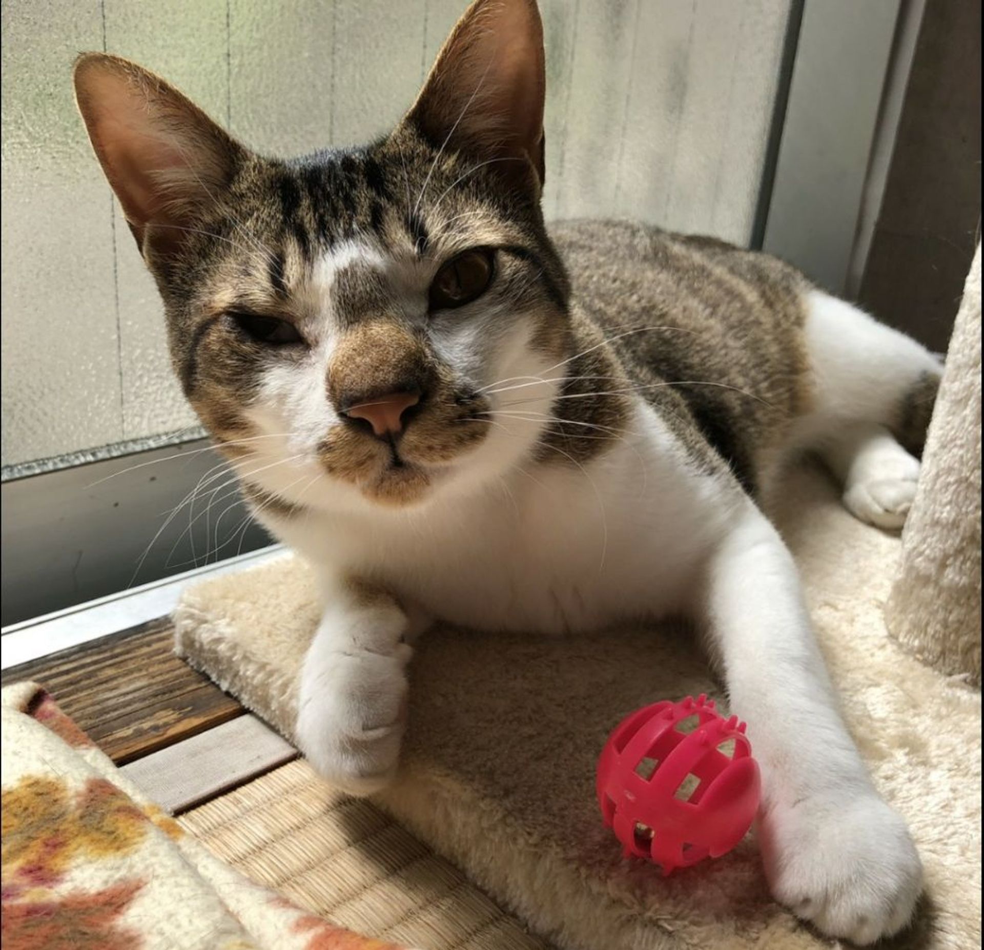 雑種（ミックス猫）・オスの里親募集の写真