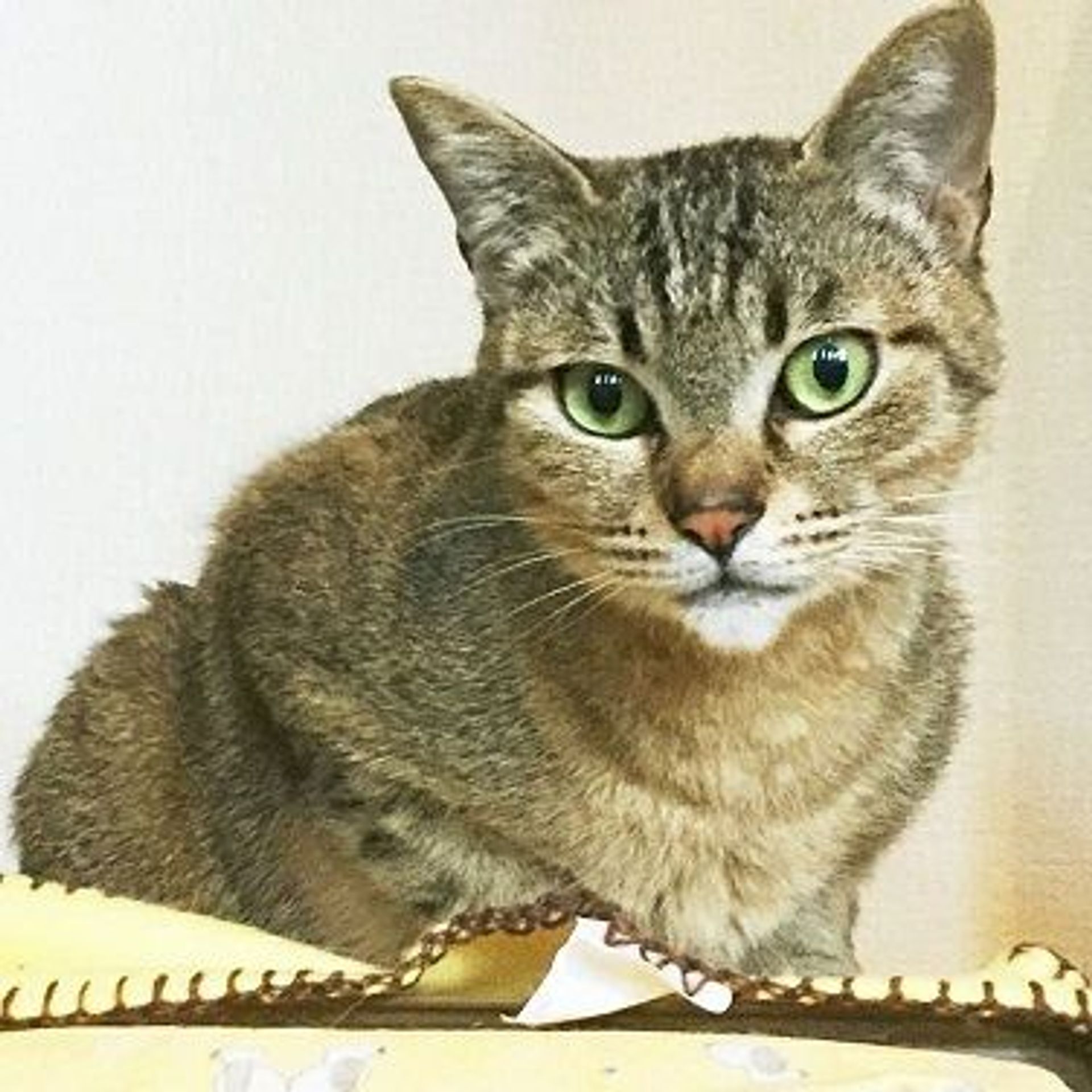 雑種（ミックス猫）・メスの里親募集の写真