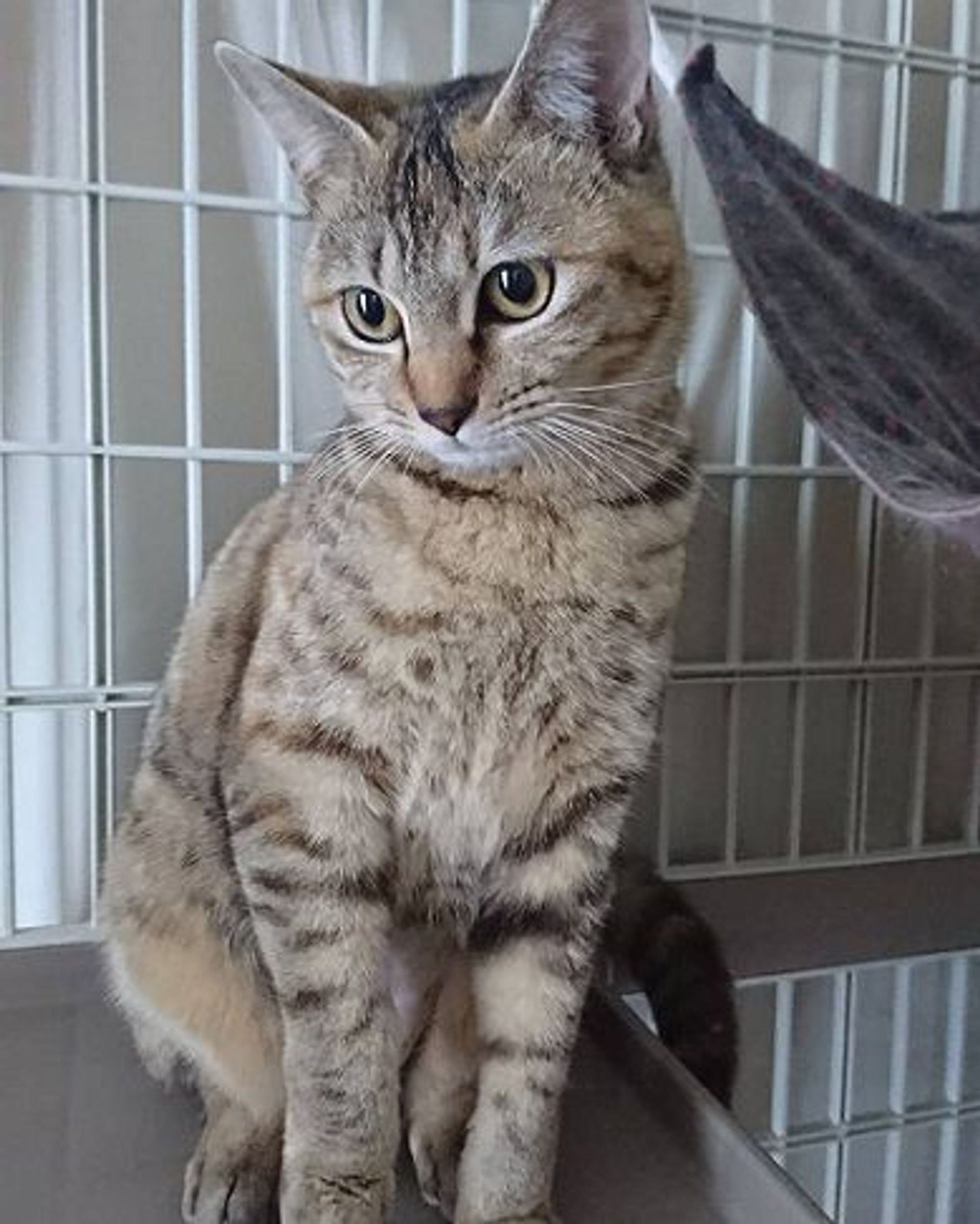雑種（ミックス猫）・メスの里親募集の写真
