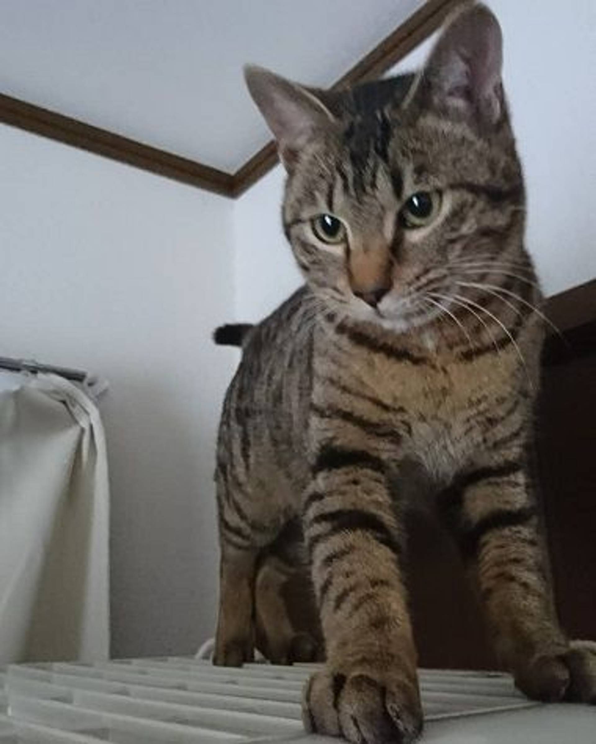 雑種（ミックス猫）・オスの里親募集の写真