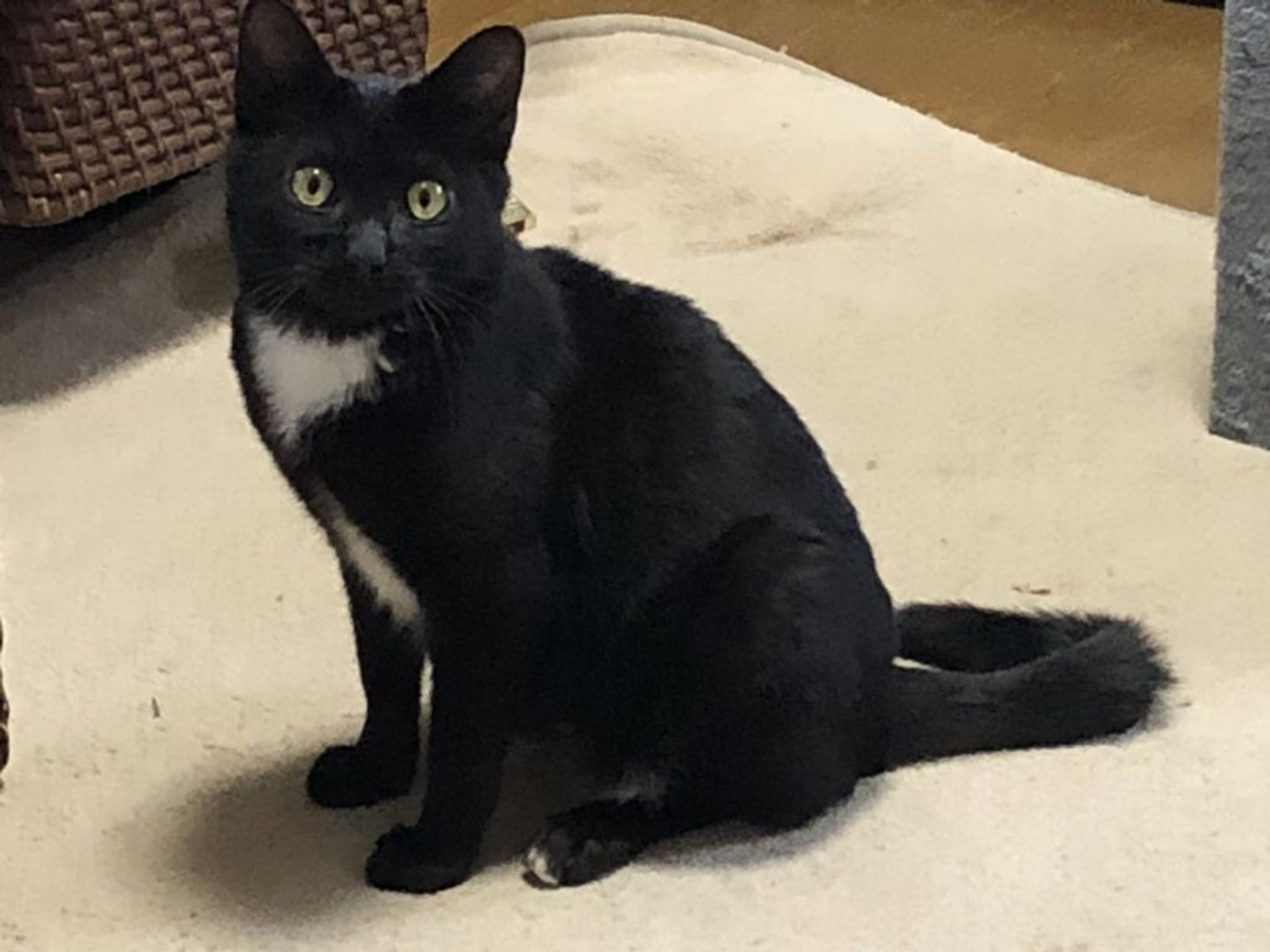 雑種（ミックス猫）・メスの里親募集の写真