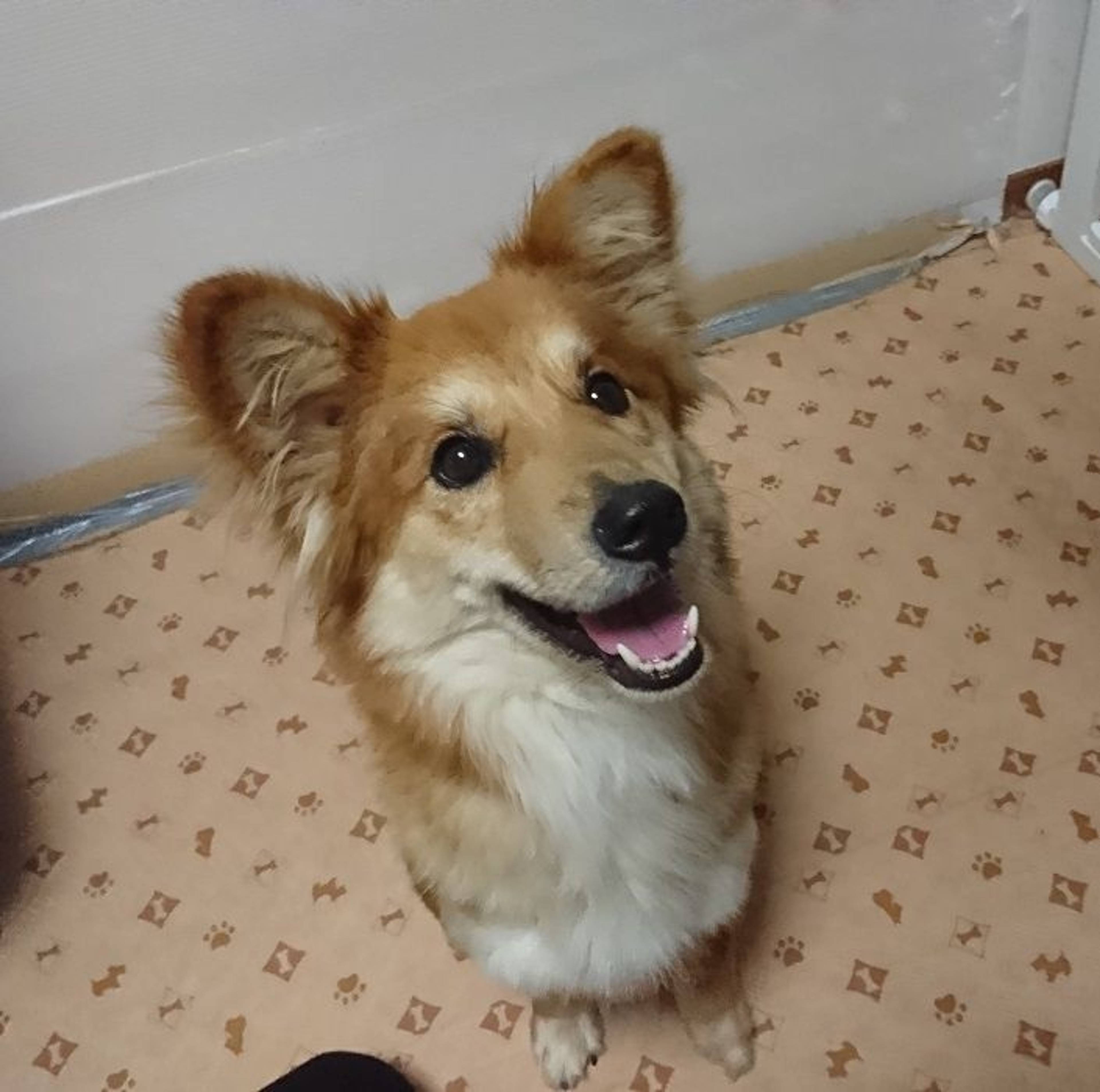 雑種（ミックス犬）・メスの里親募集の写真
