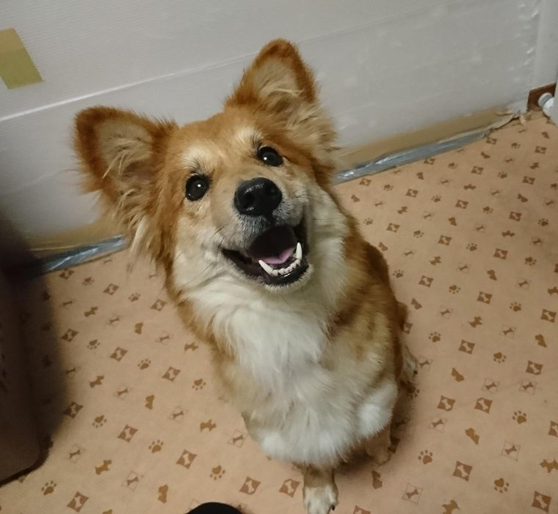 pet-image-2