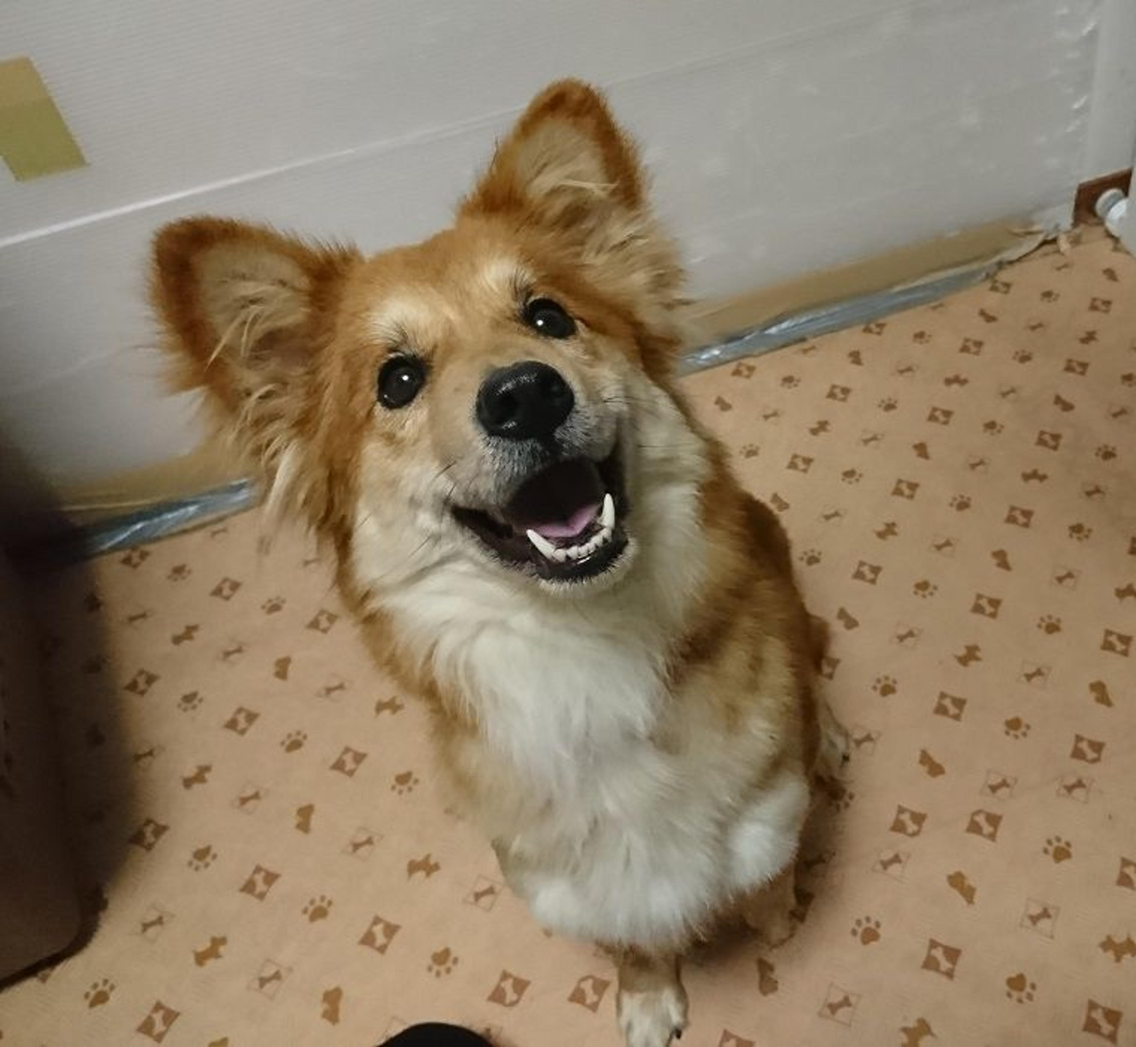 pet-image-2