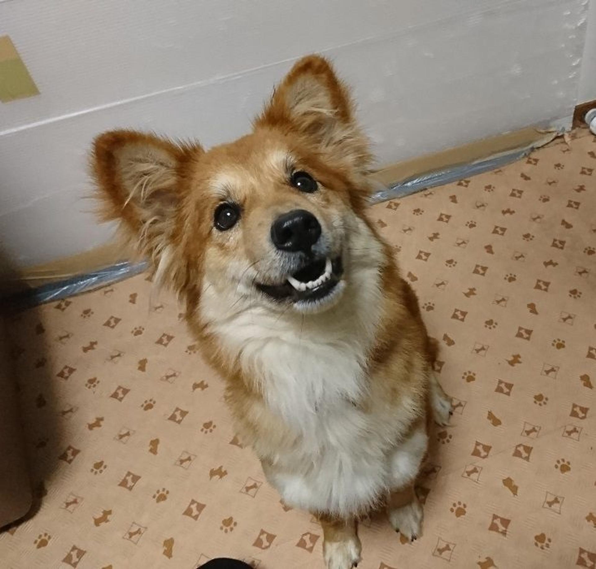 pet-image-3