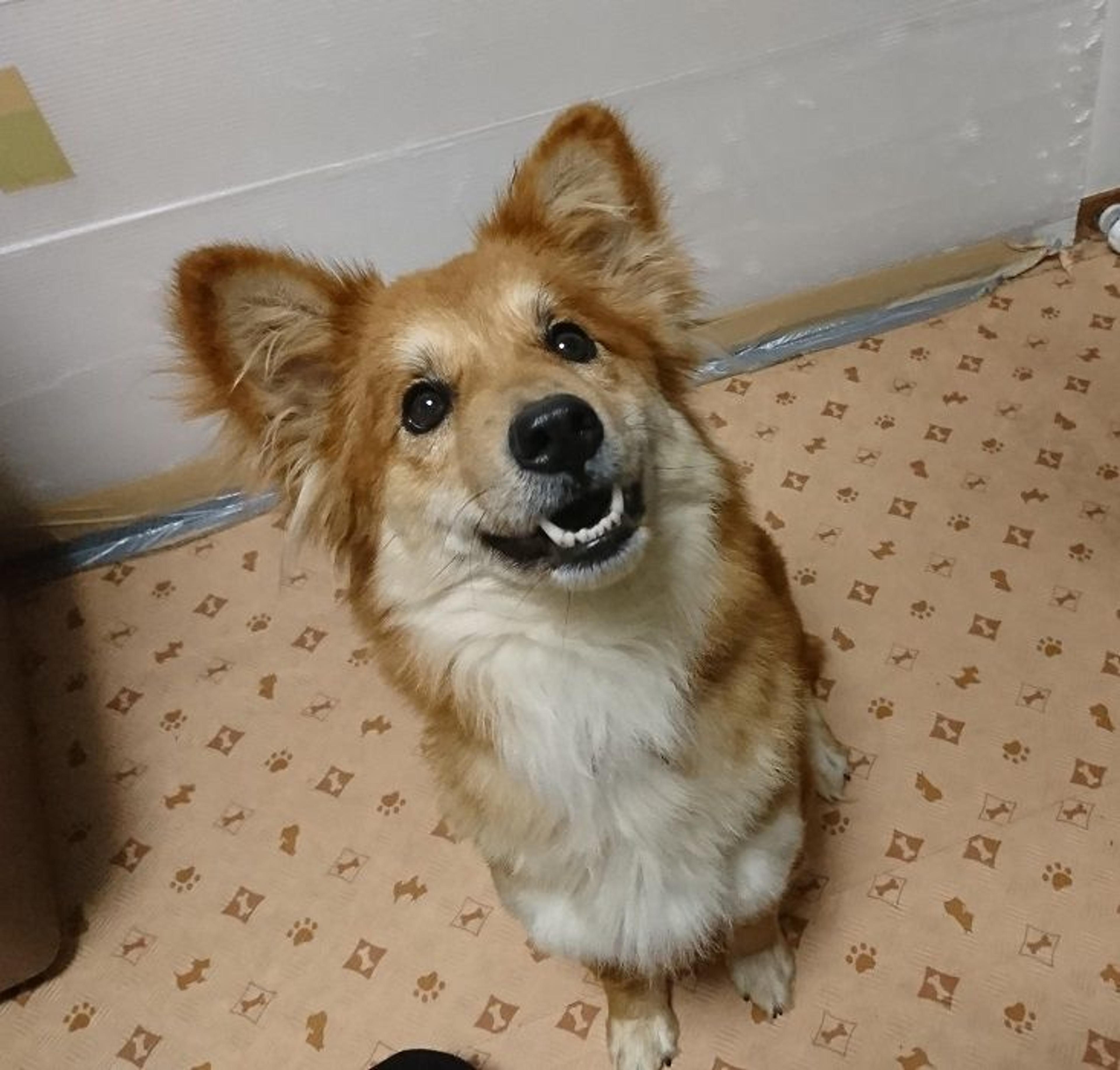 pet-image-3