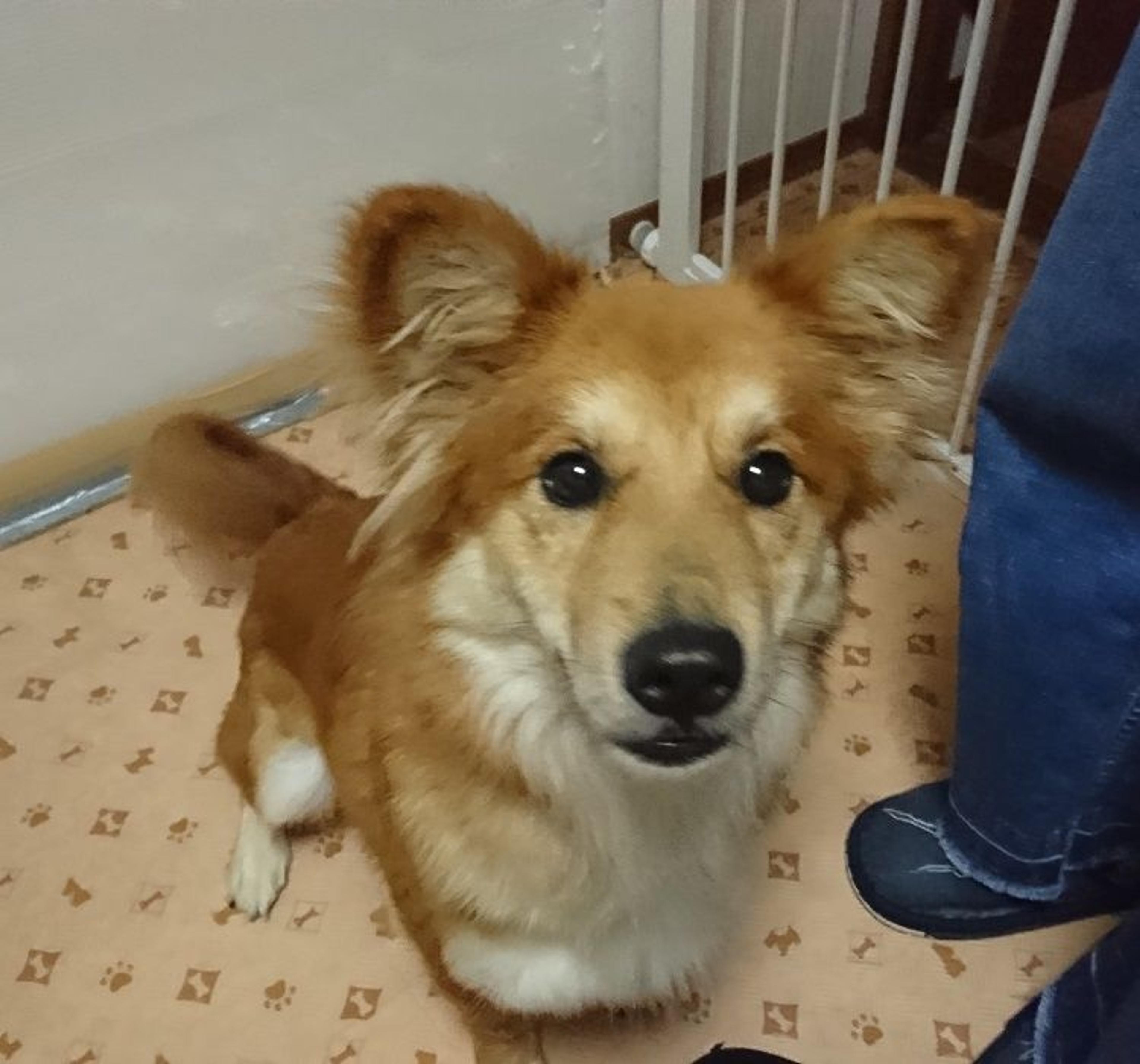 pet-image-4