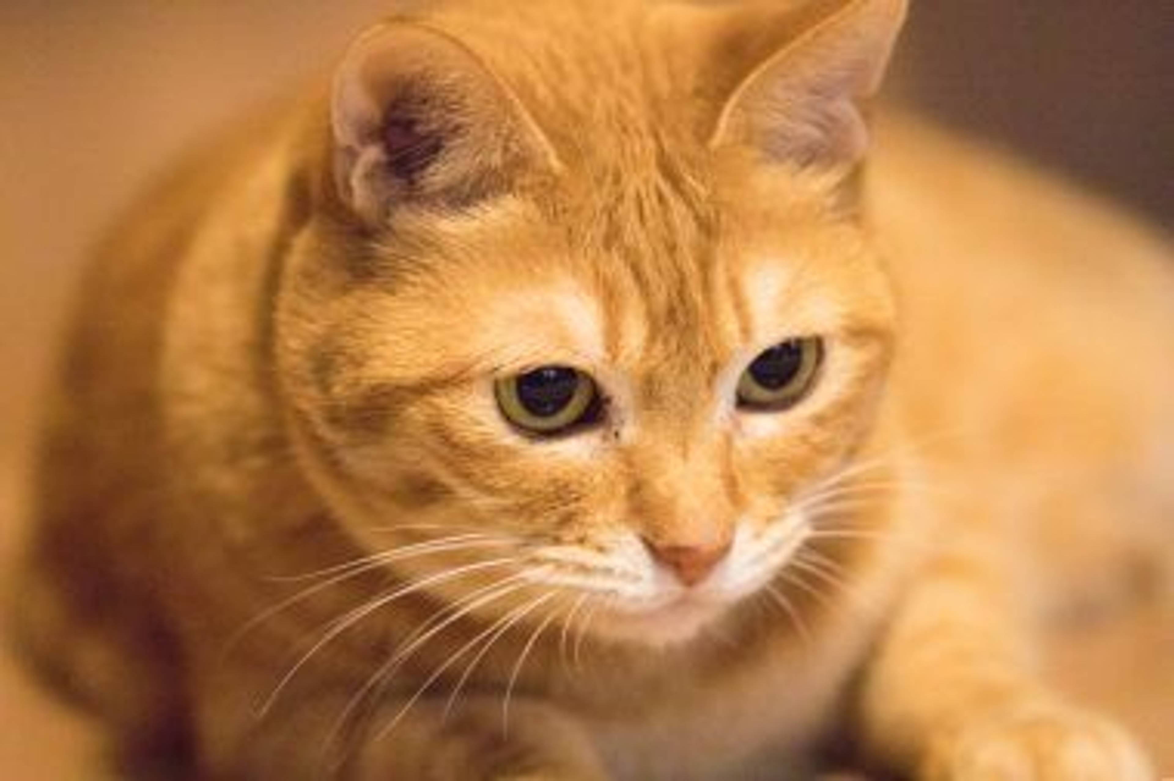 雑種（ミックス猫）・メスの里親募集の写真