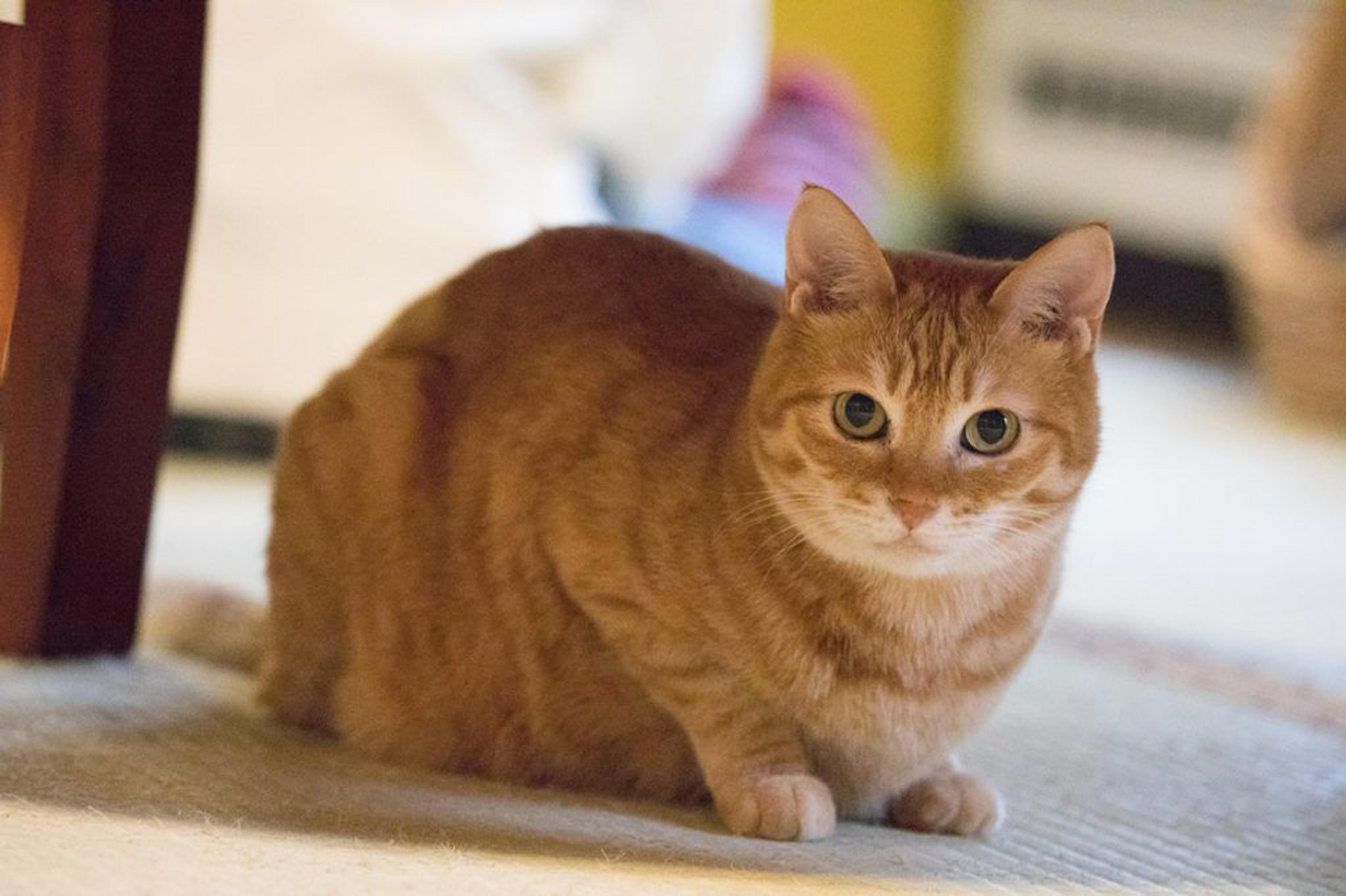 pet-image-3