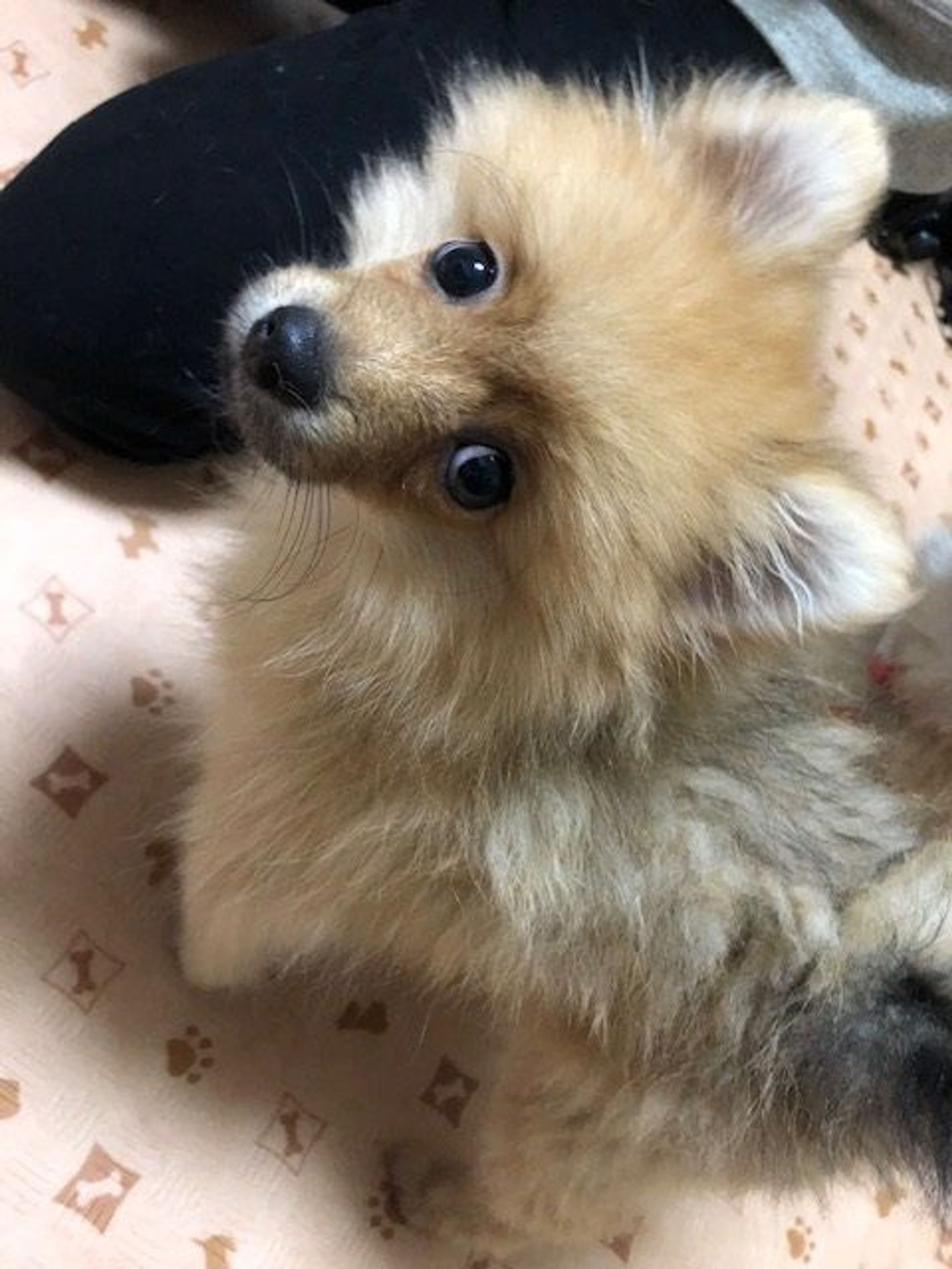 ポメラニアン・オスの里親募集の写真