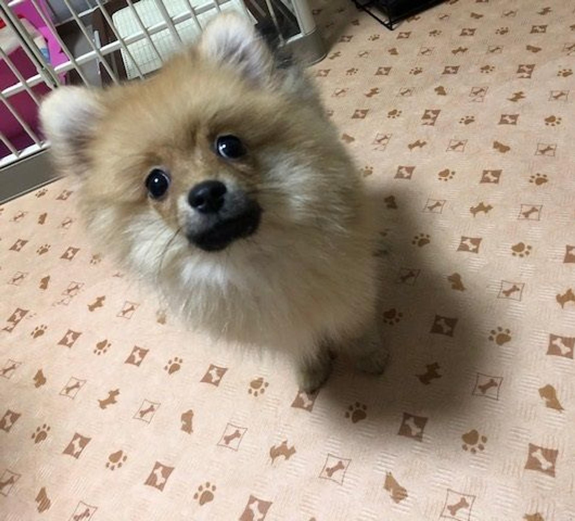 pet-image-4