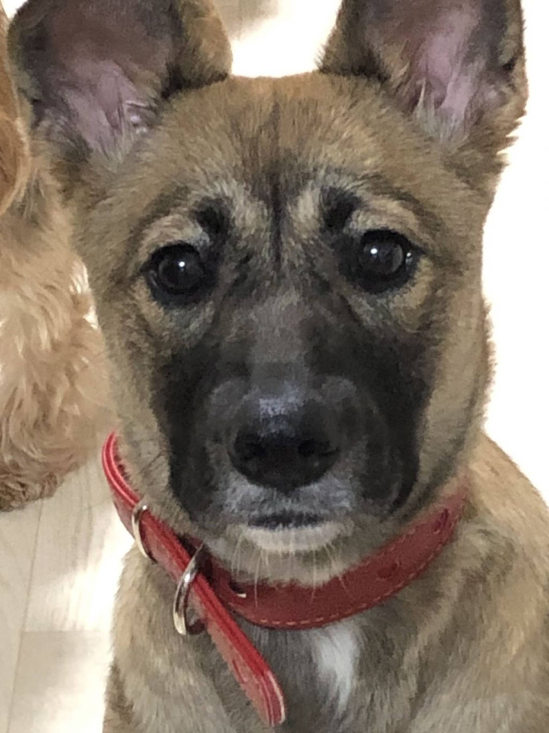 雑種（ミックス犬）・メスの里親募集の写真