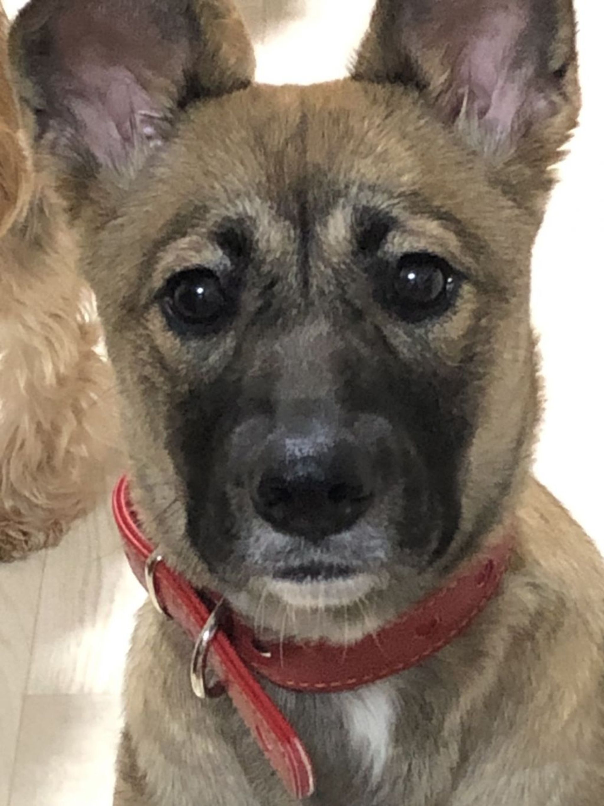雑種（ミックス犬）・メスの里親募集の写真
