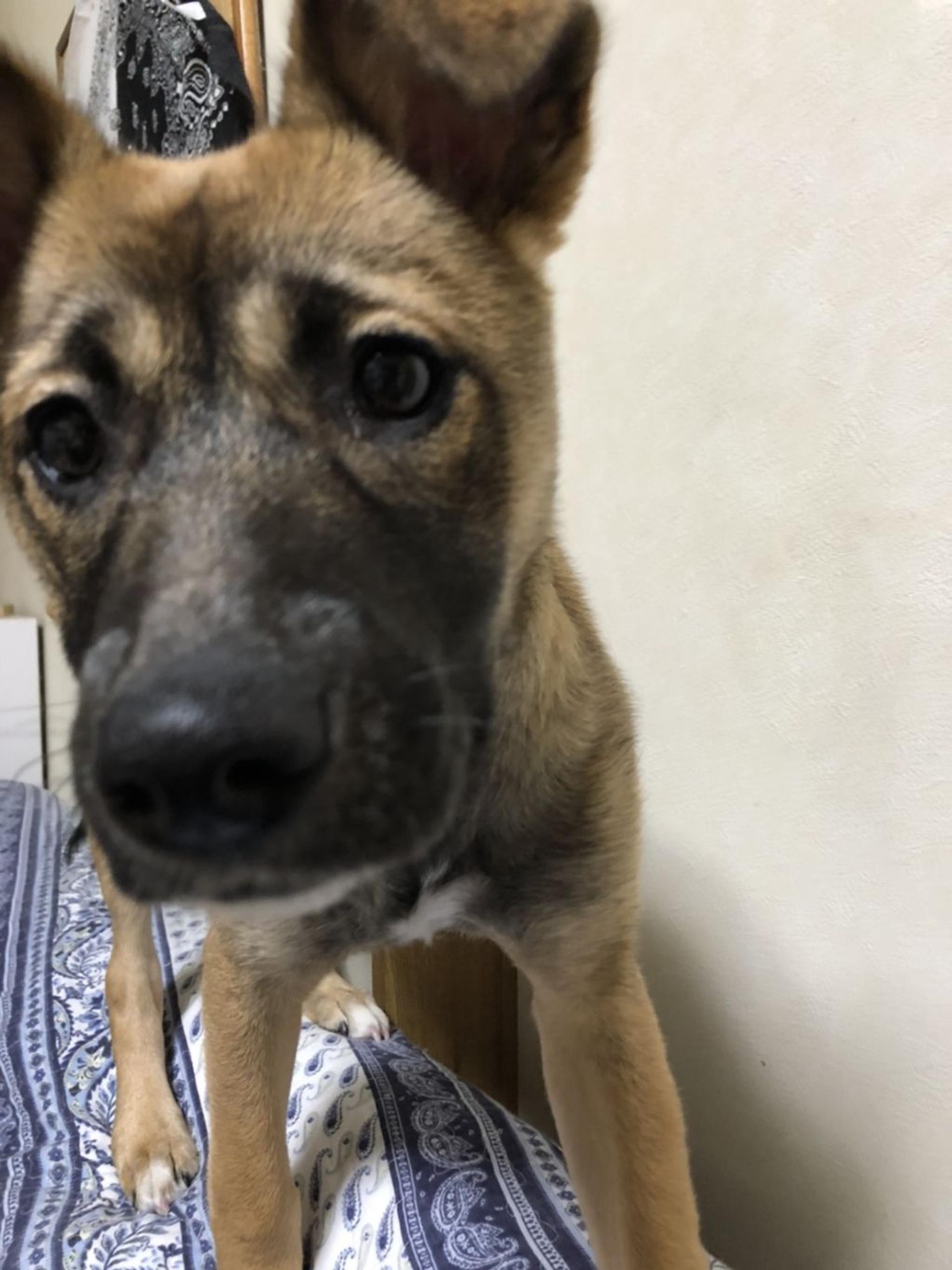 pet-image-2