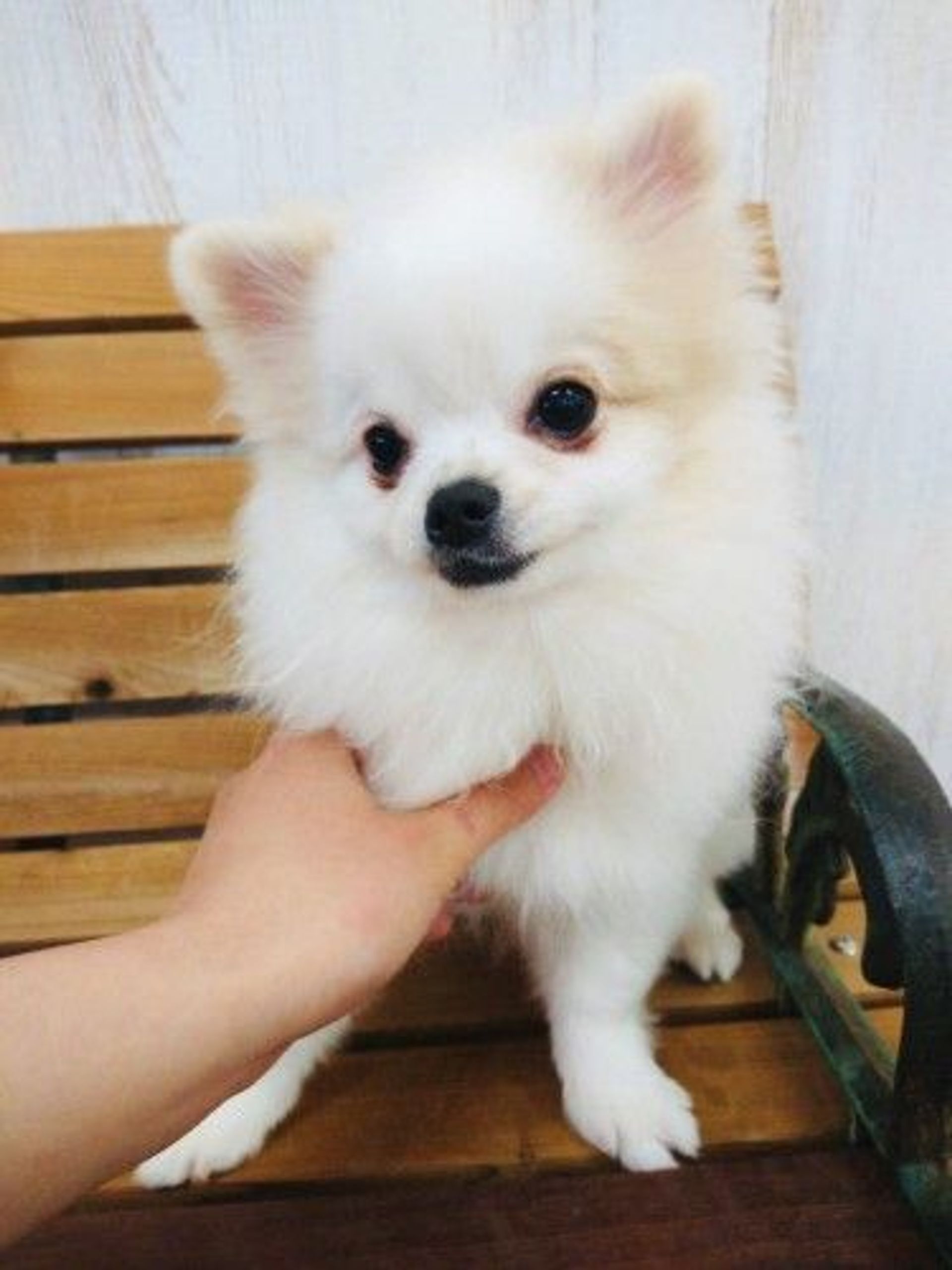 雑種（ミックス犬）・オスの里親募集の写真