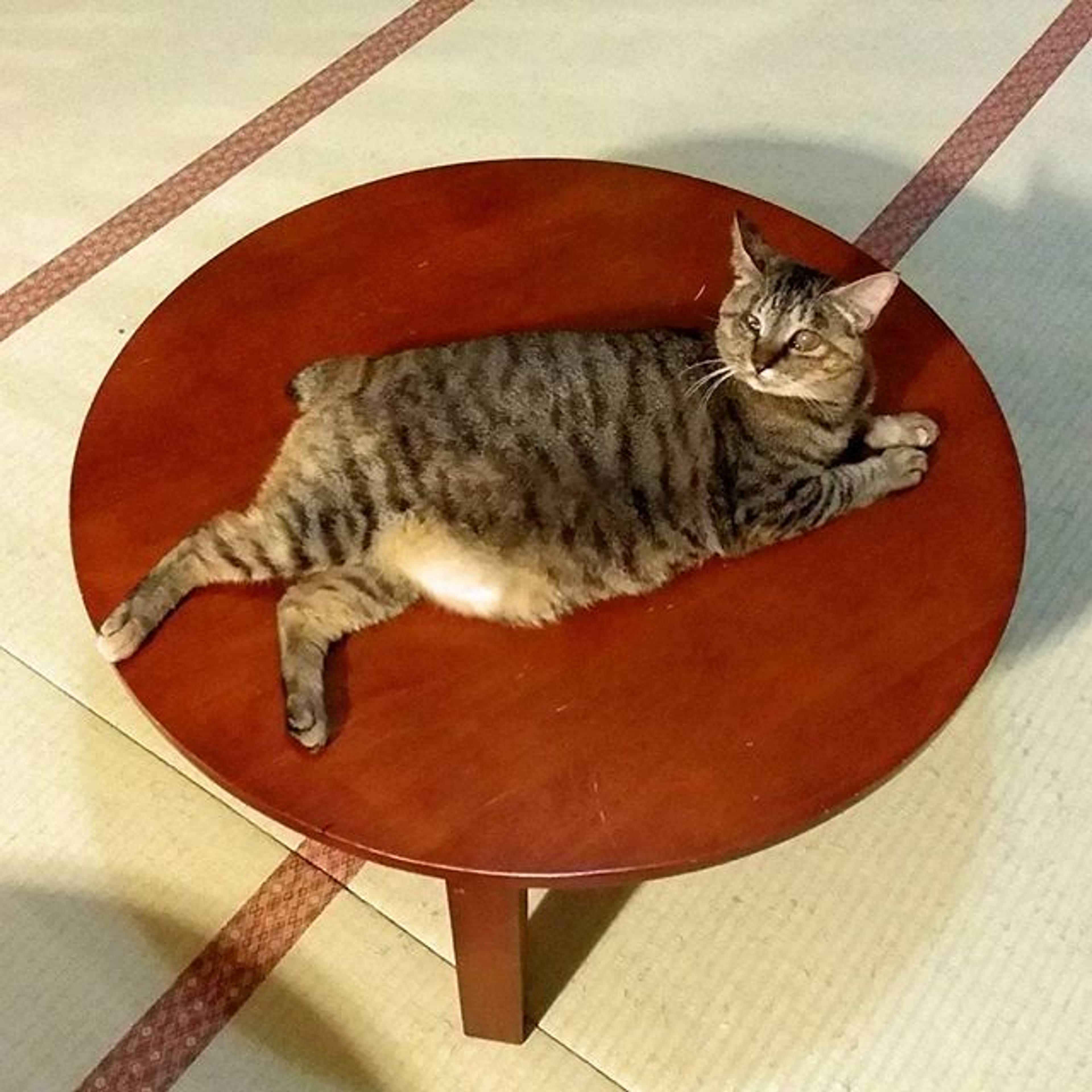 雑種（ミックス猫）・メスの里親募集の写真
