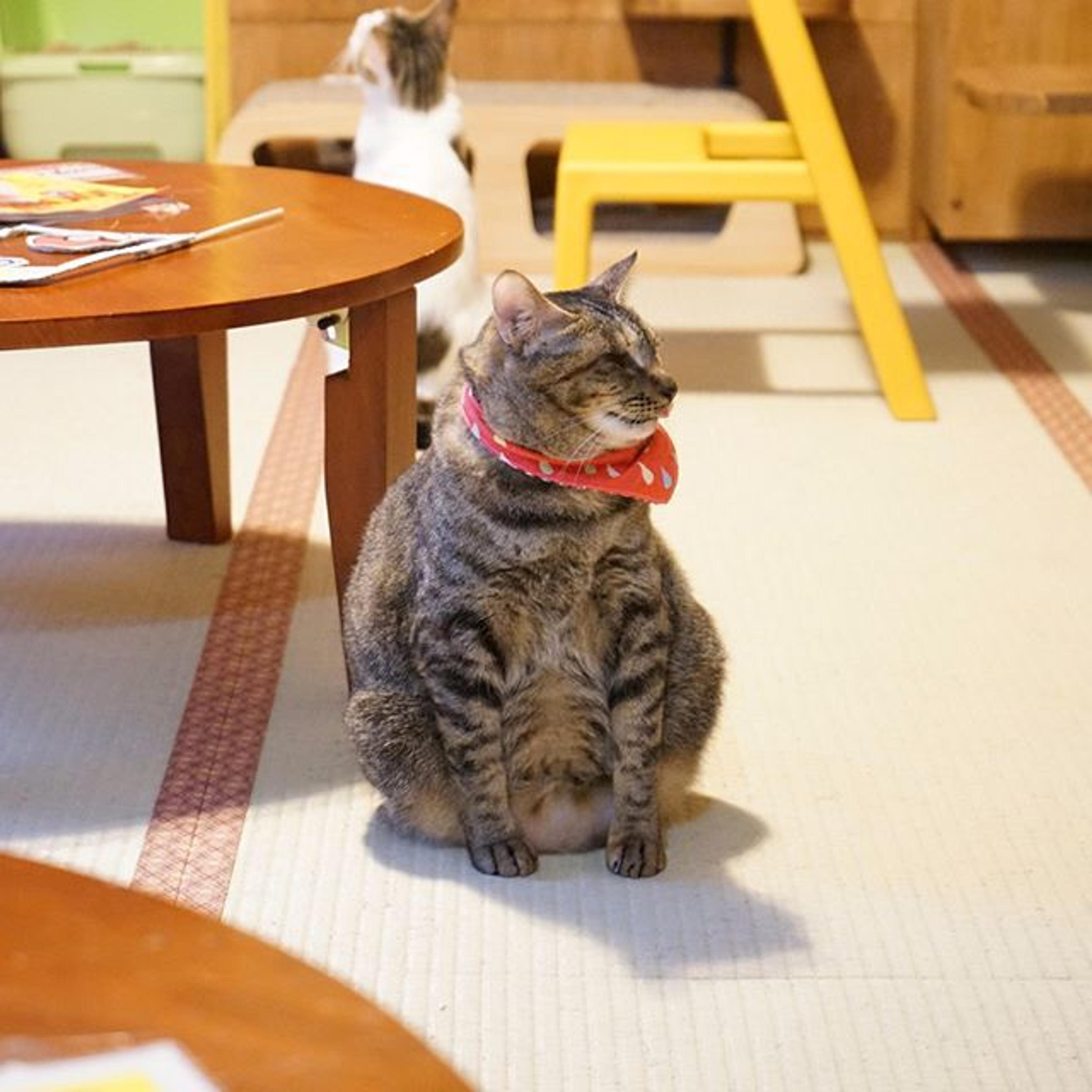 pet-image-2