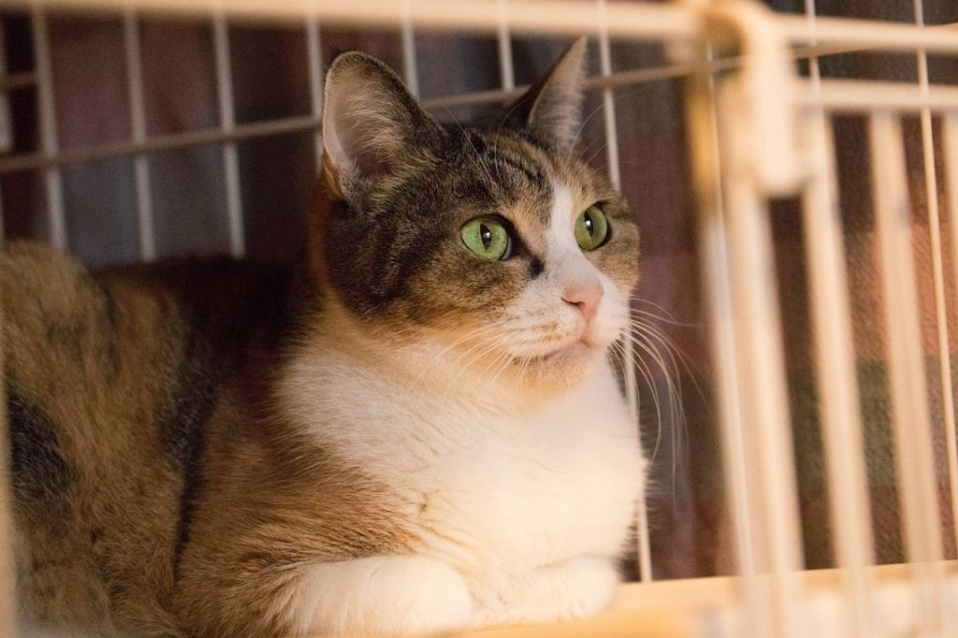 雑種（ミックス猫）・メスの里親募集の写真