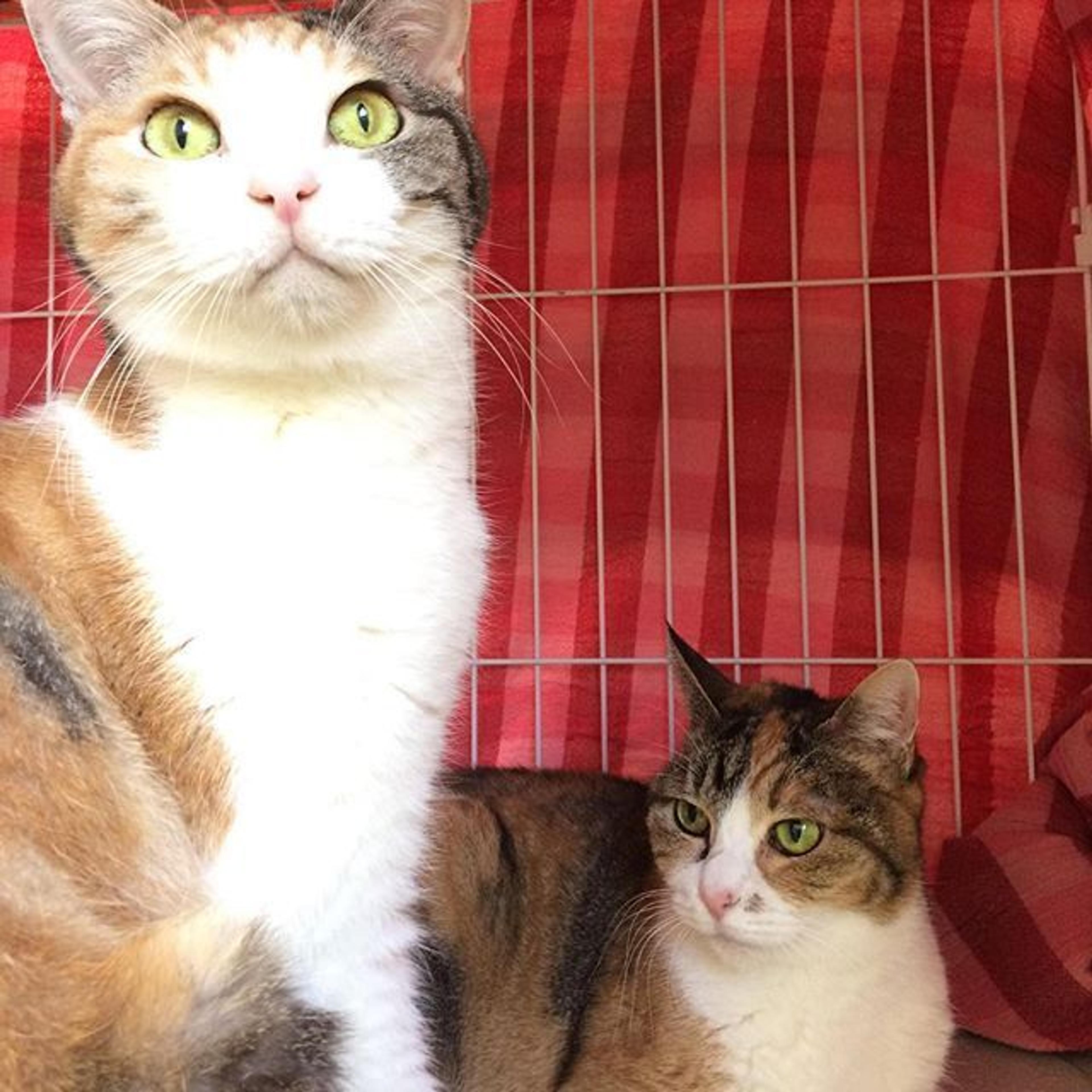 pet-image-3