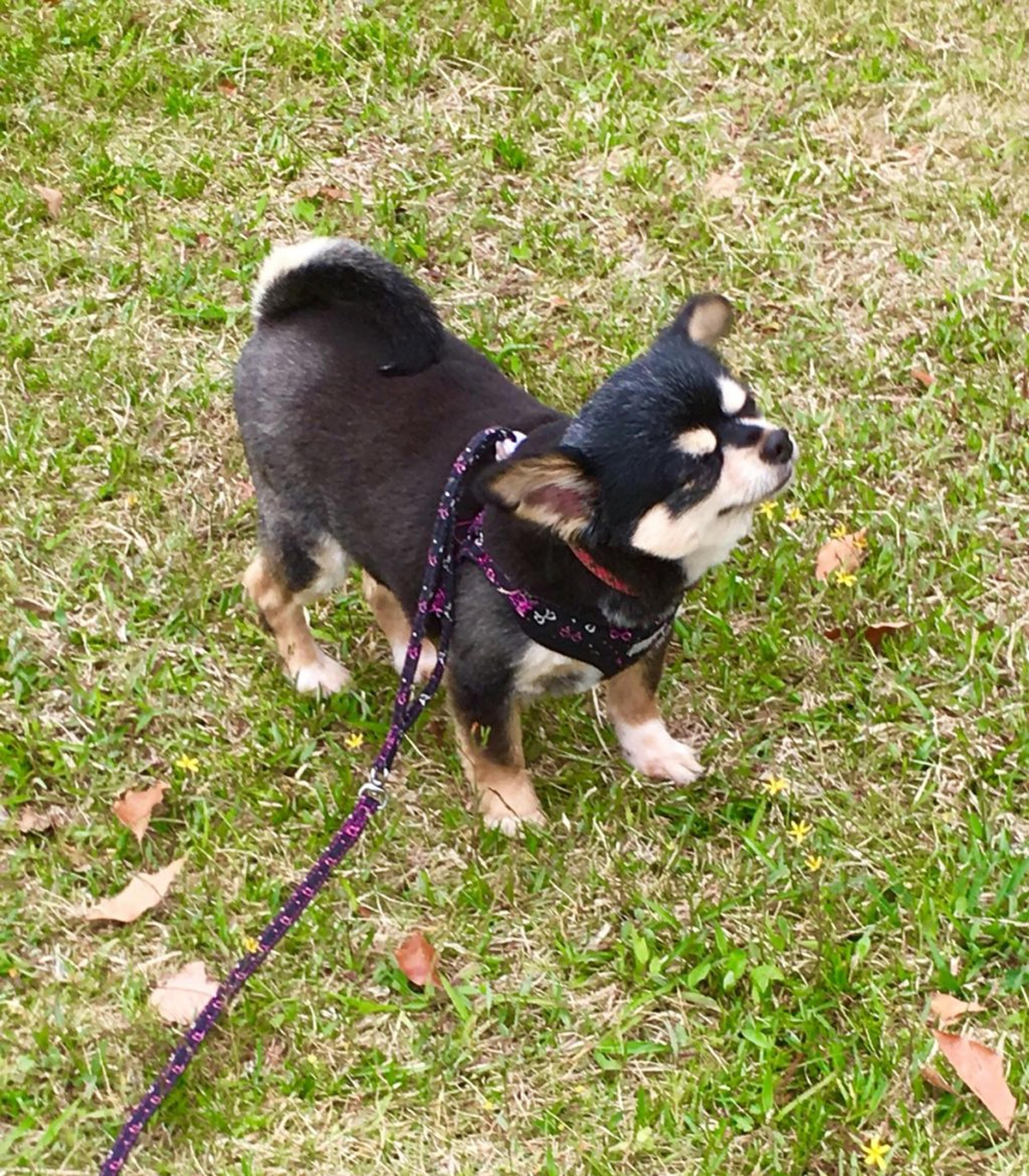 pet-image-2