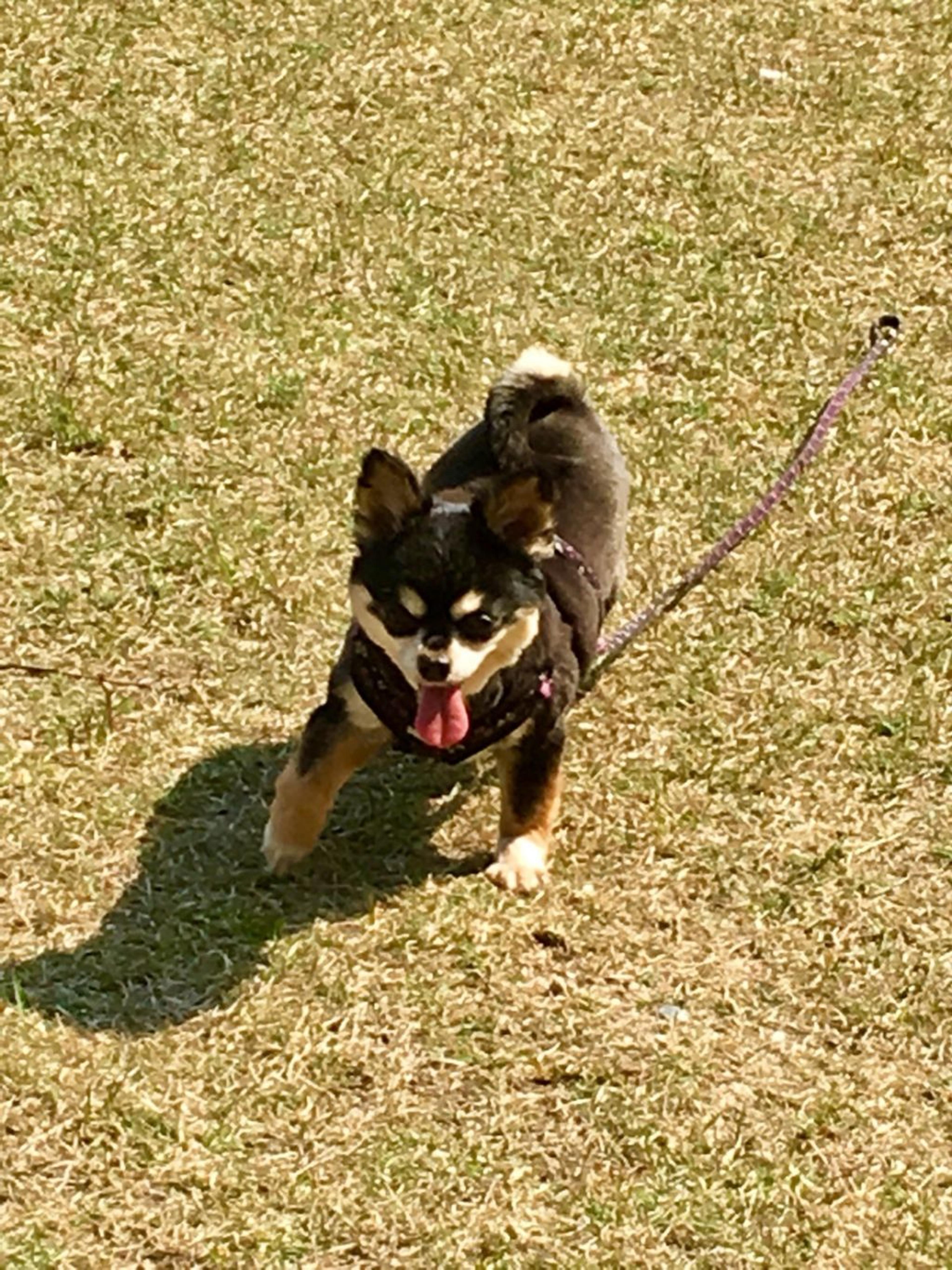 pet-image-3