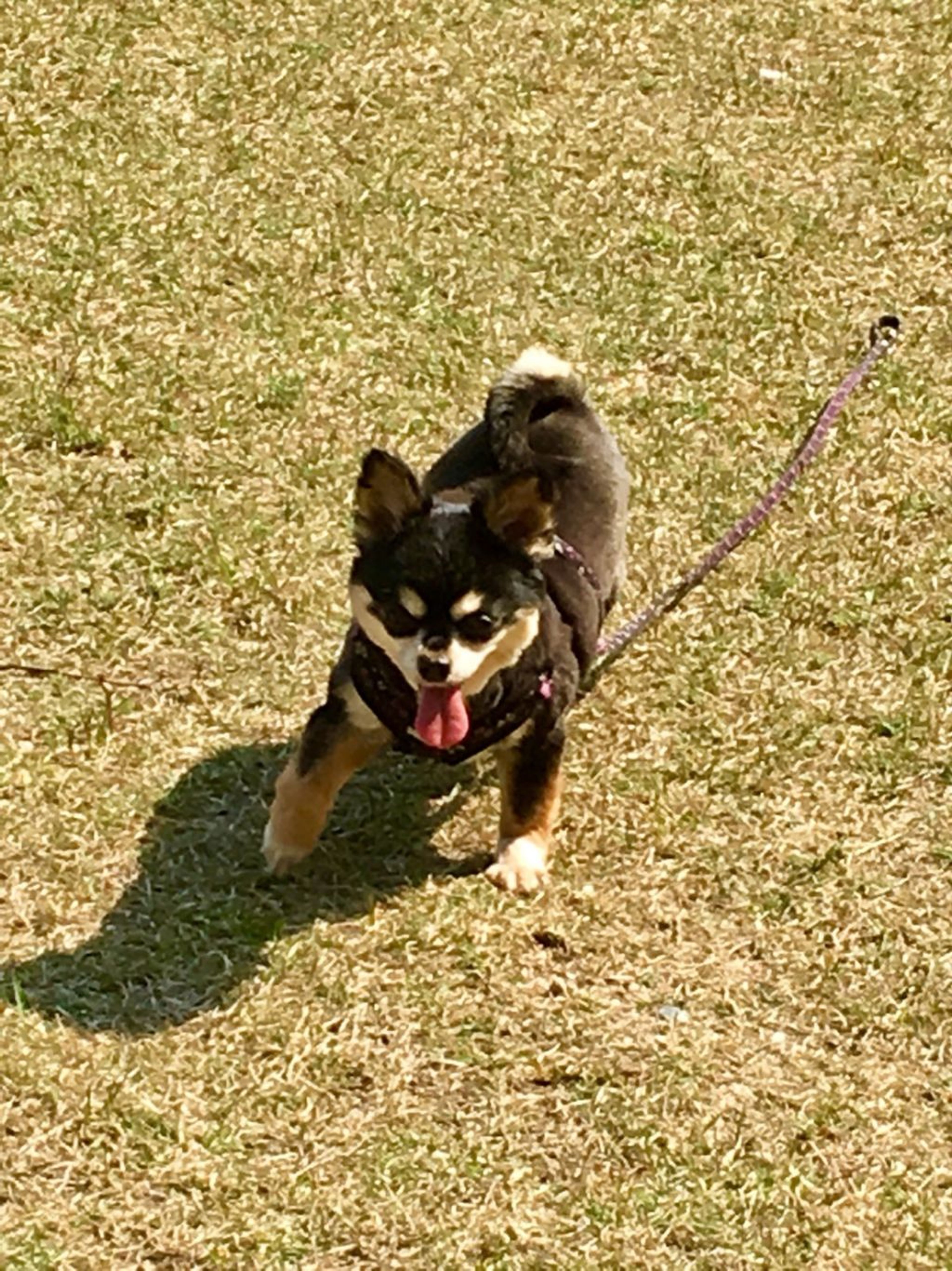 pet-image-3