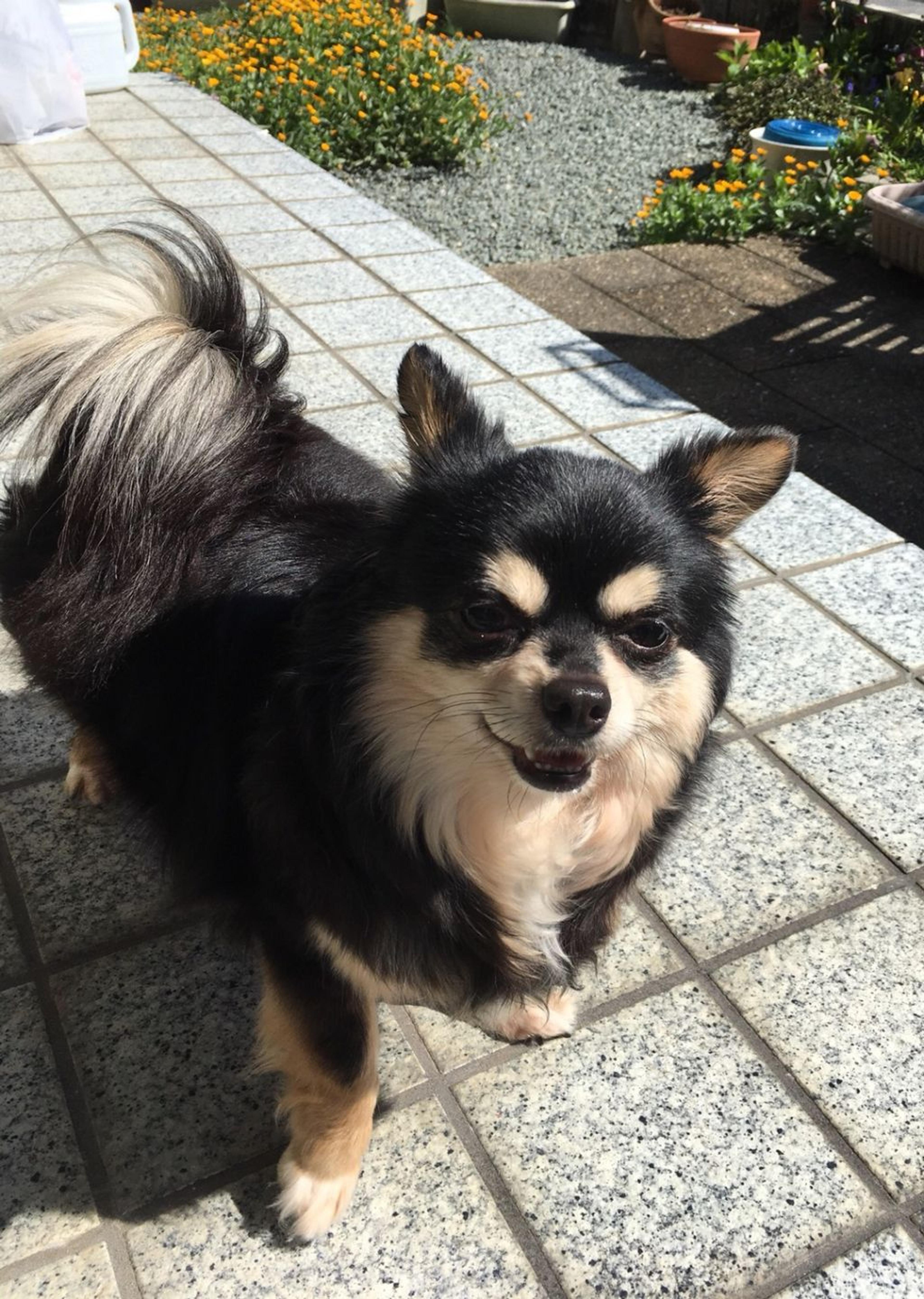 pet-image-4
