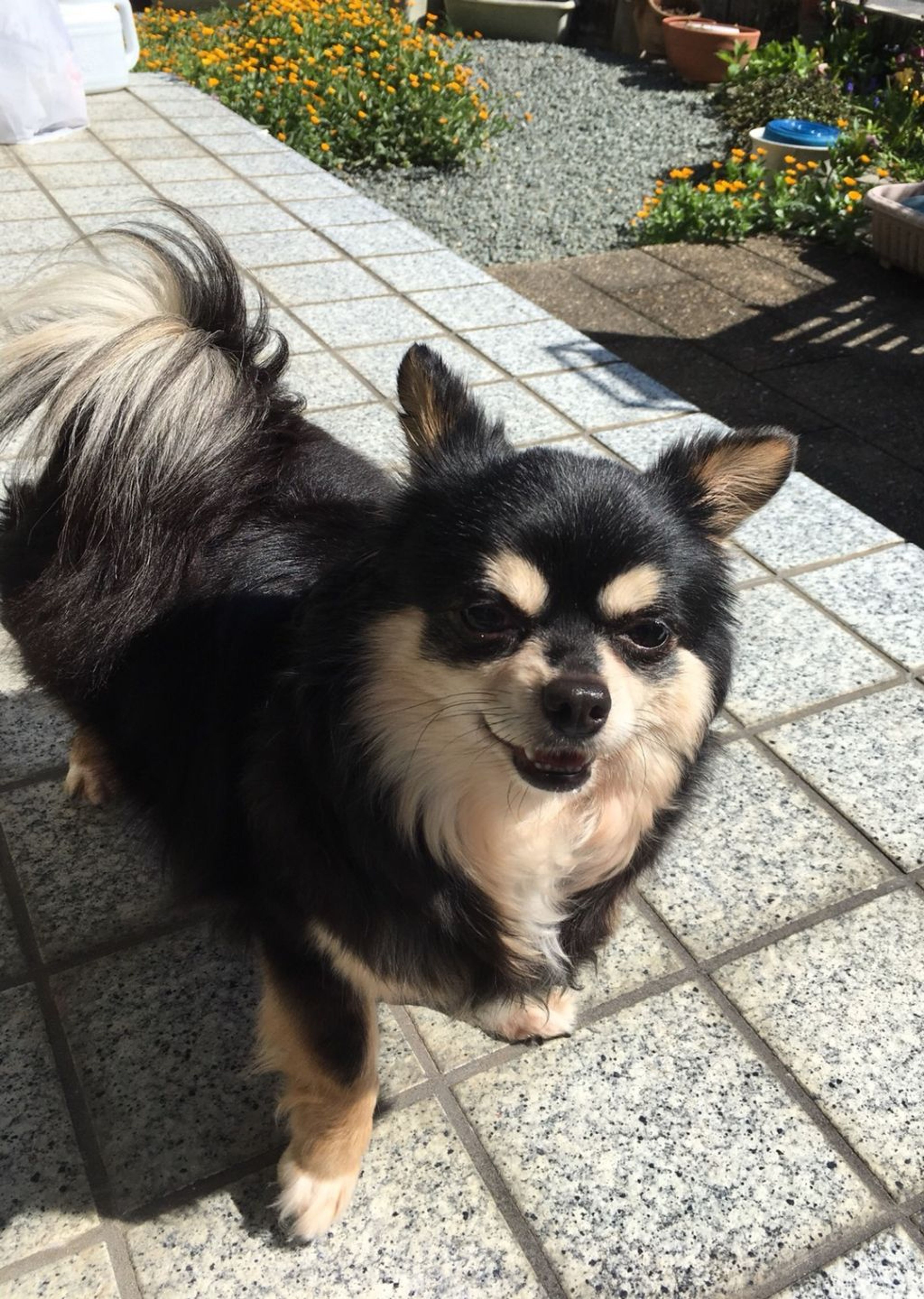 pet-image-4
