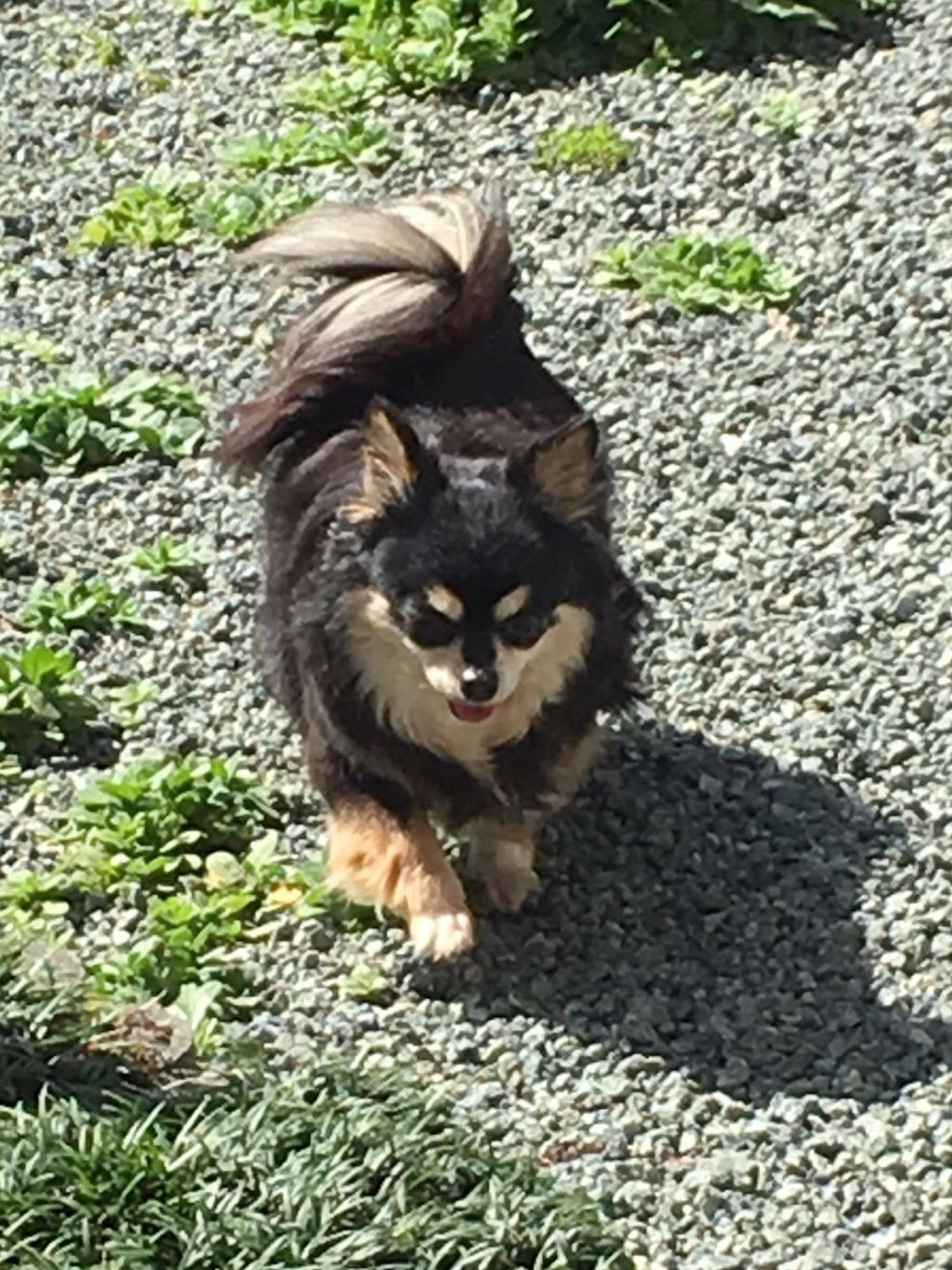 pet-image-5