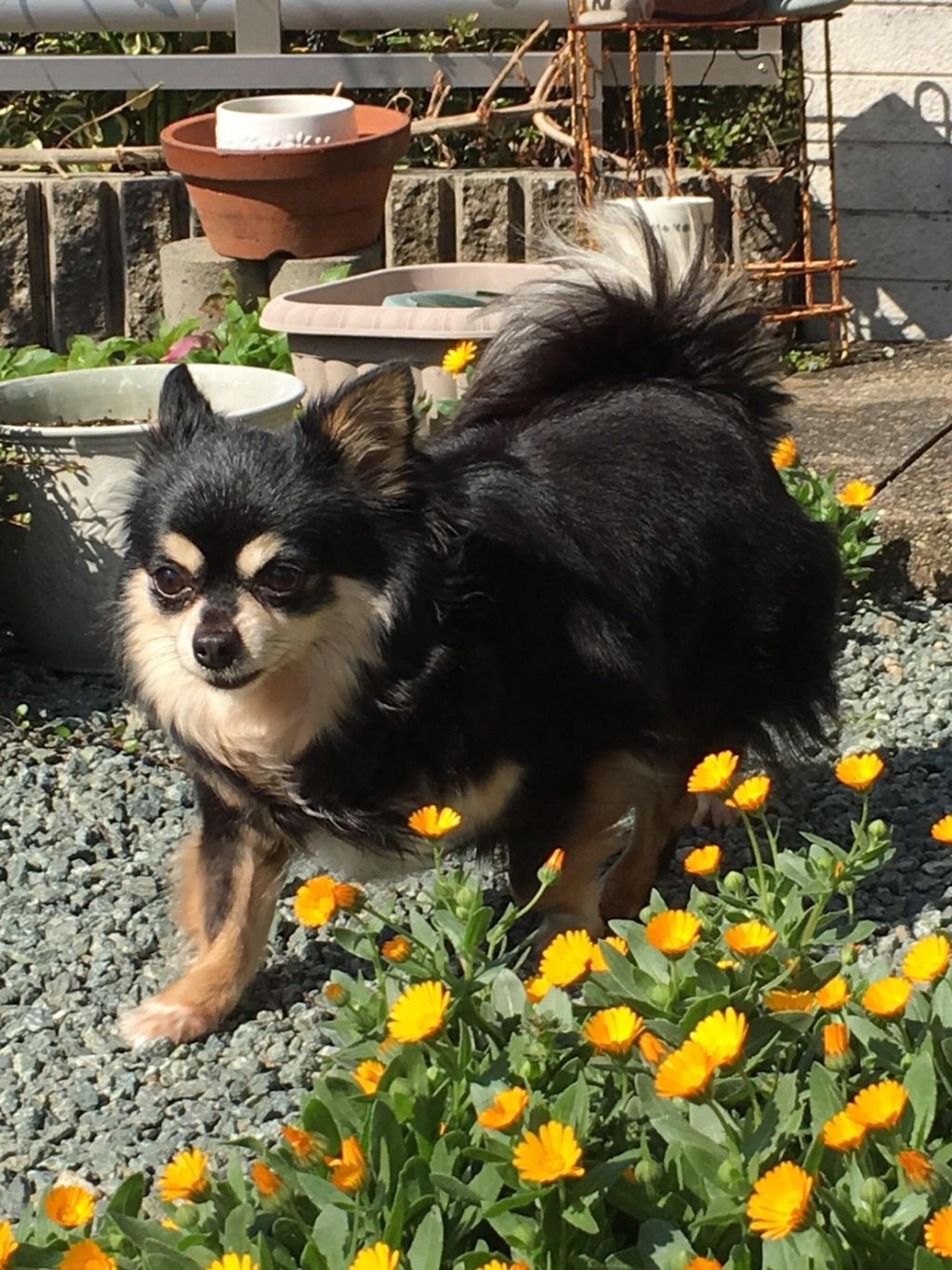 pet-image-6
