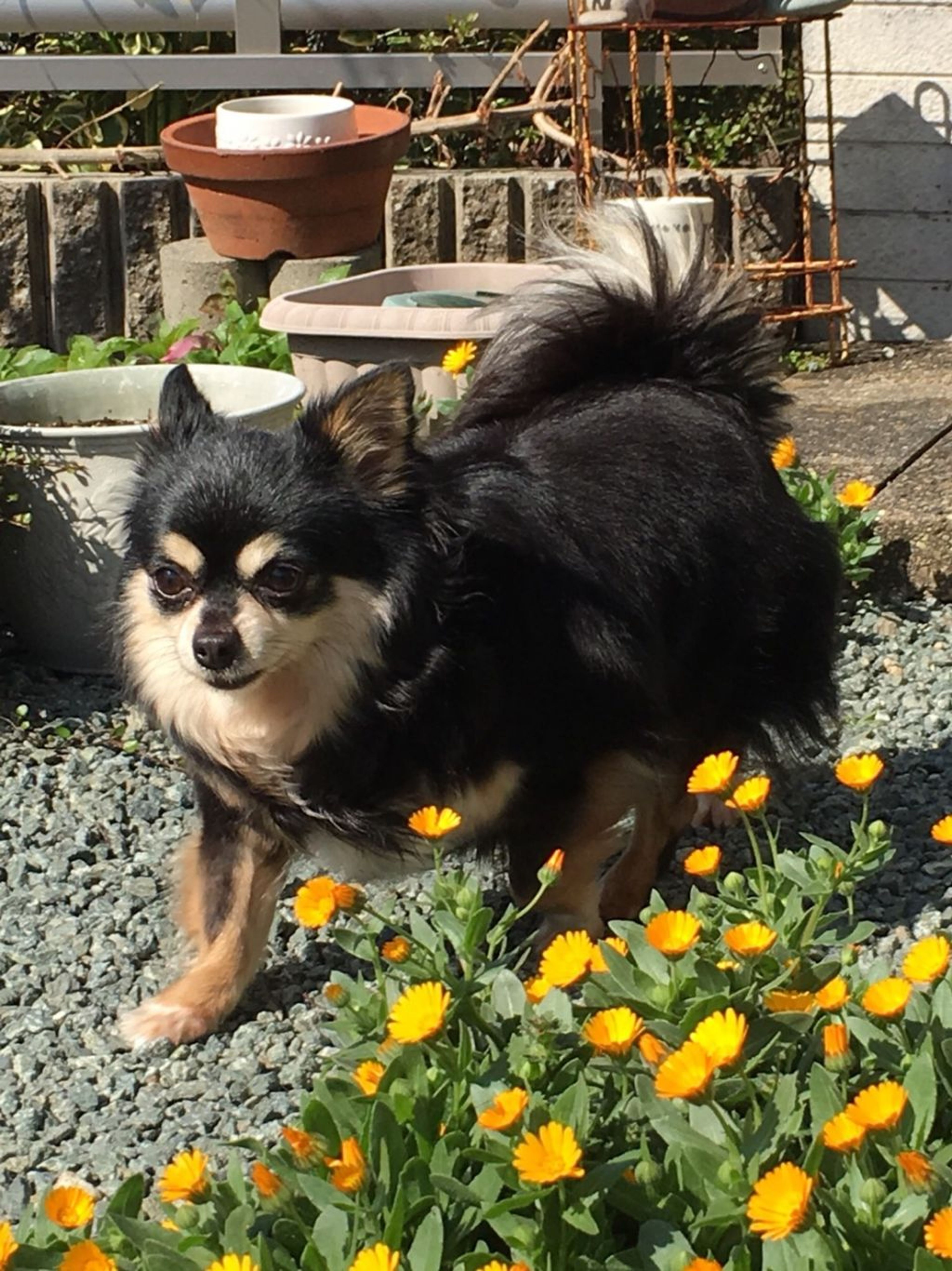 pet-image-6