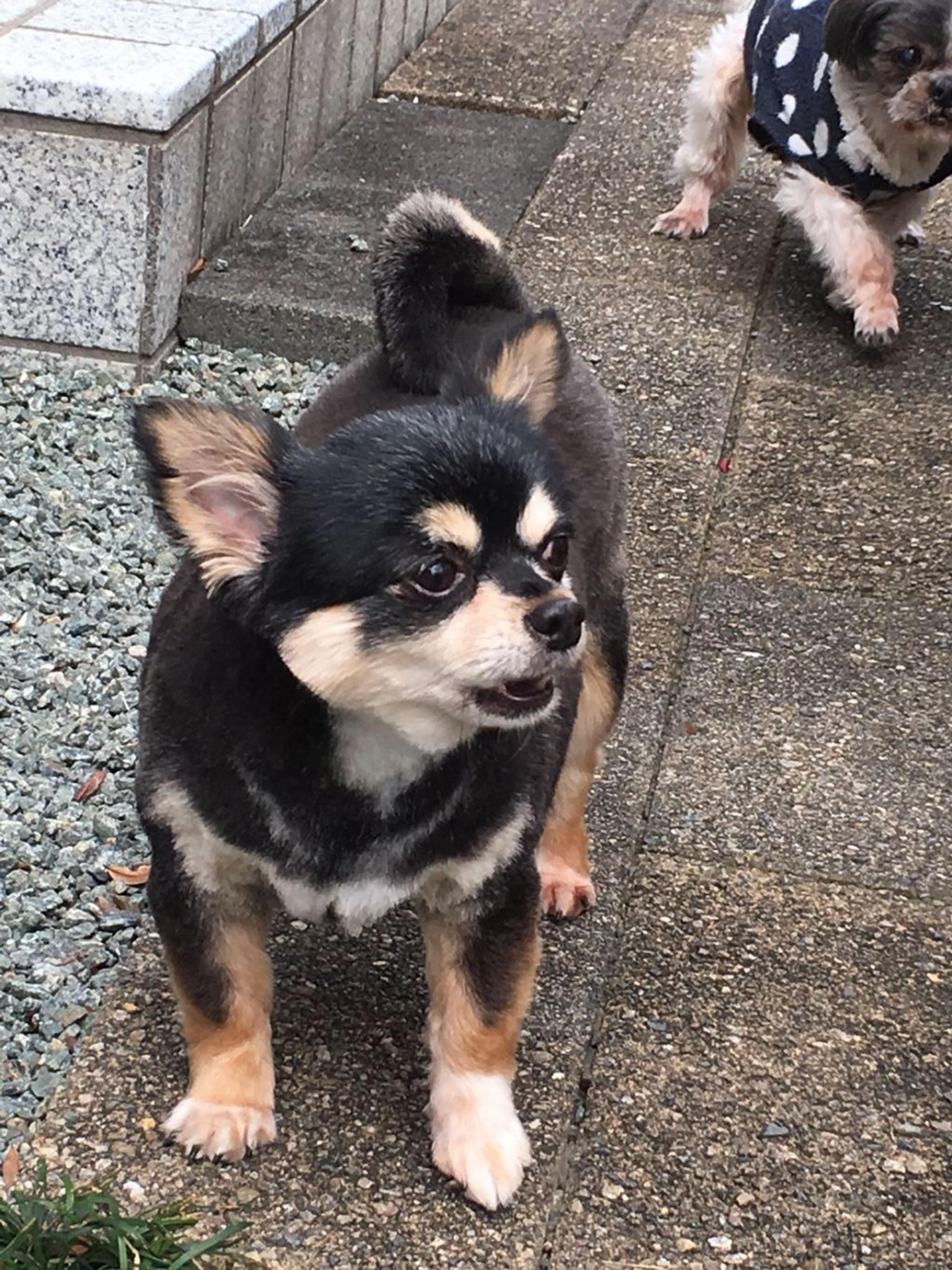 pet-image-7