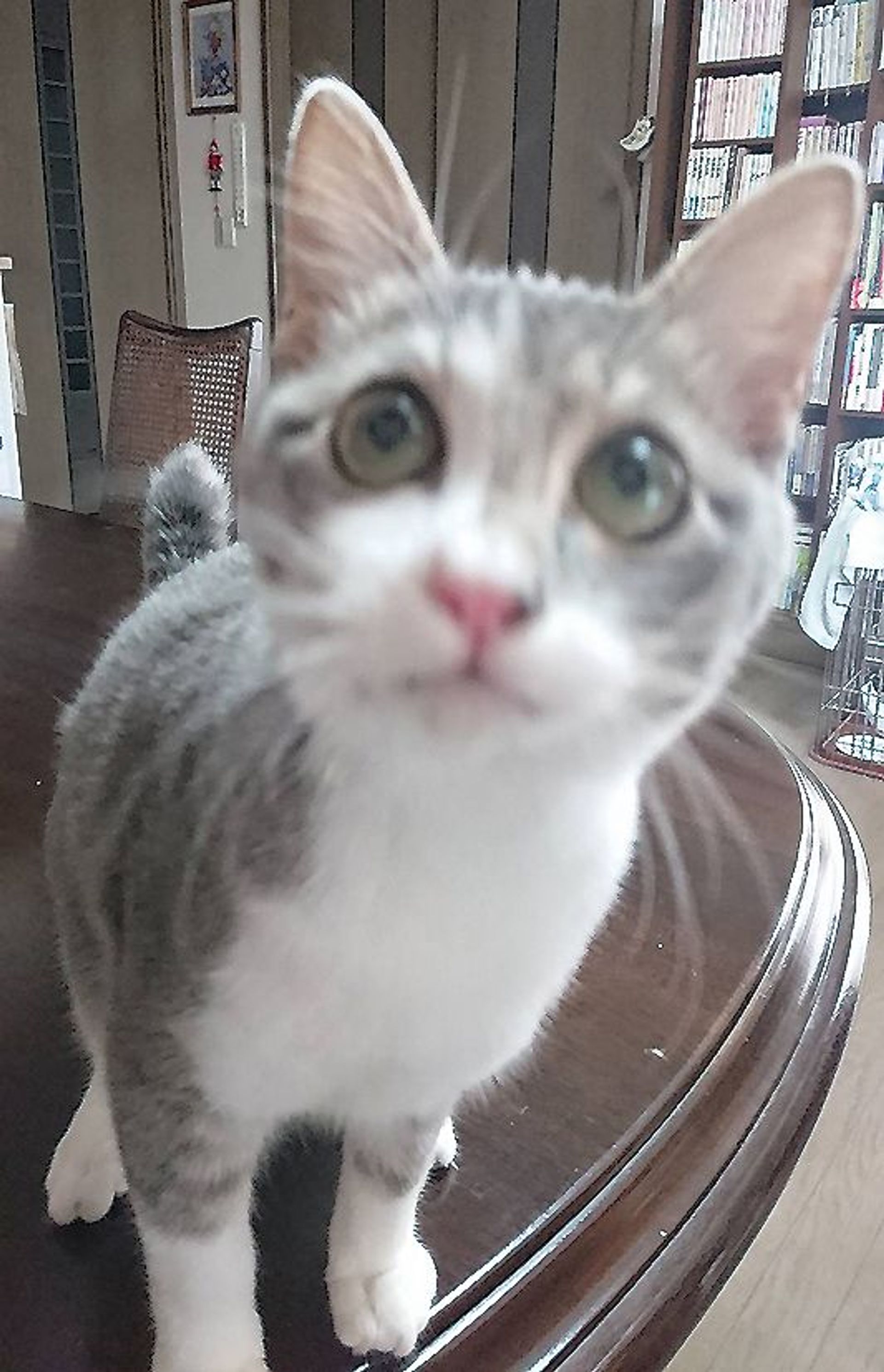 雑種（ミックス猫）・オスの里親募集の写真