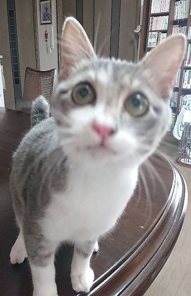 福(フク)の写真