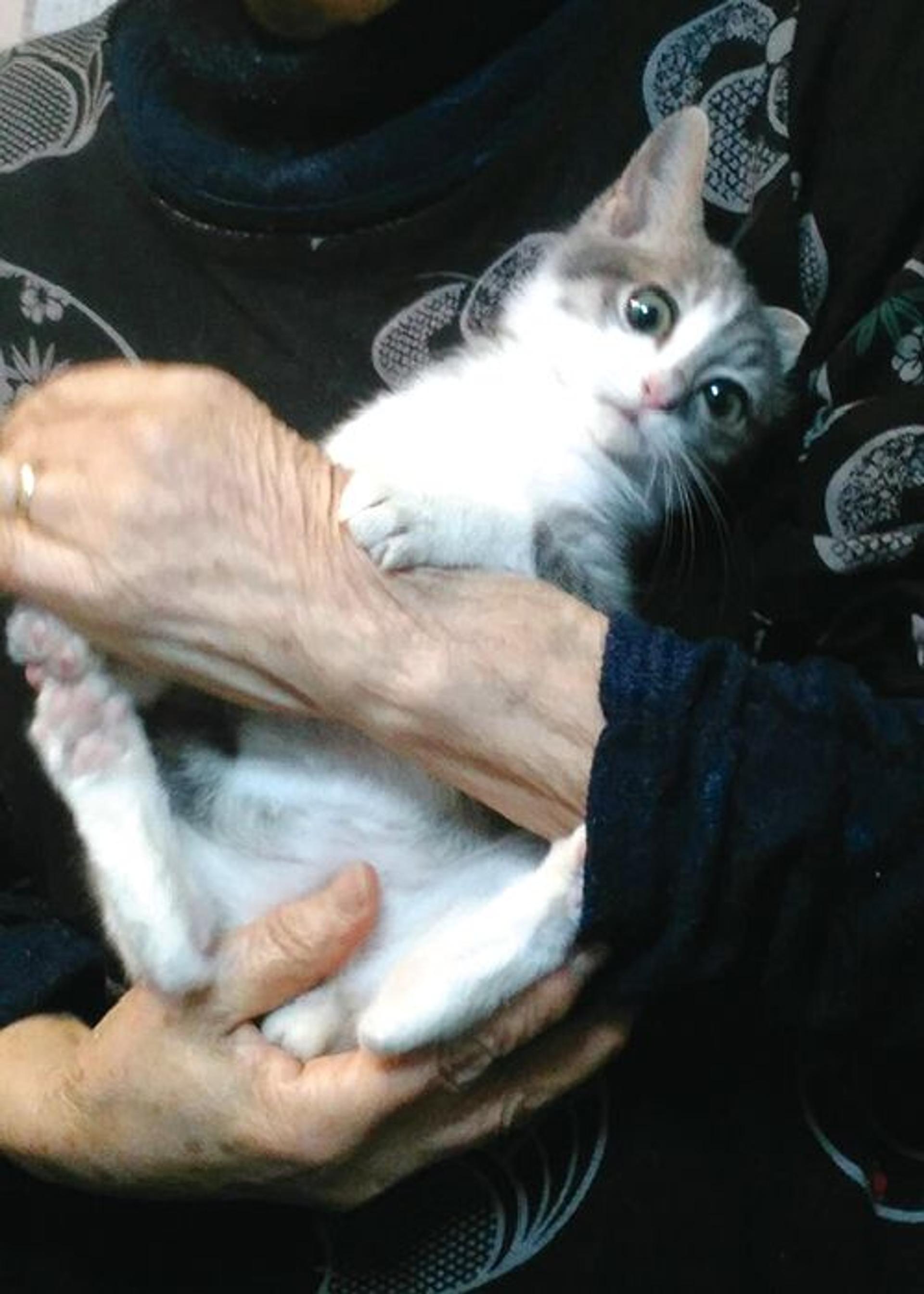 pet-image-3