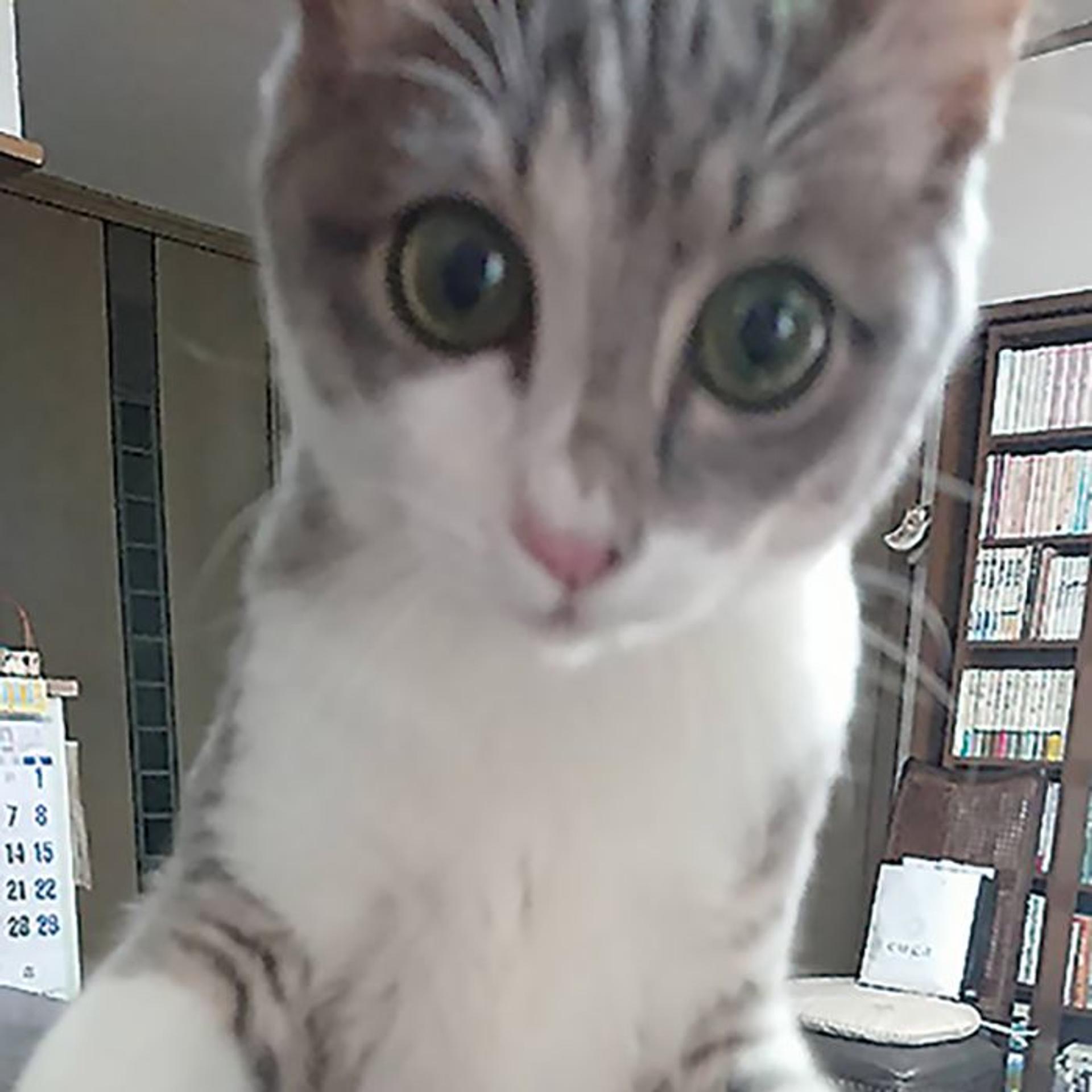 pet-image-2