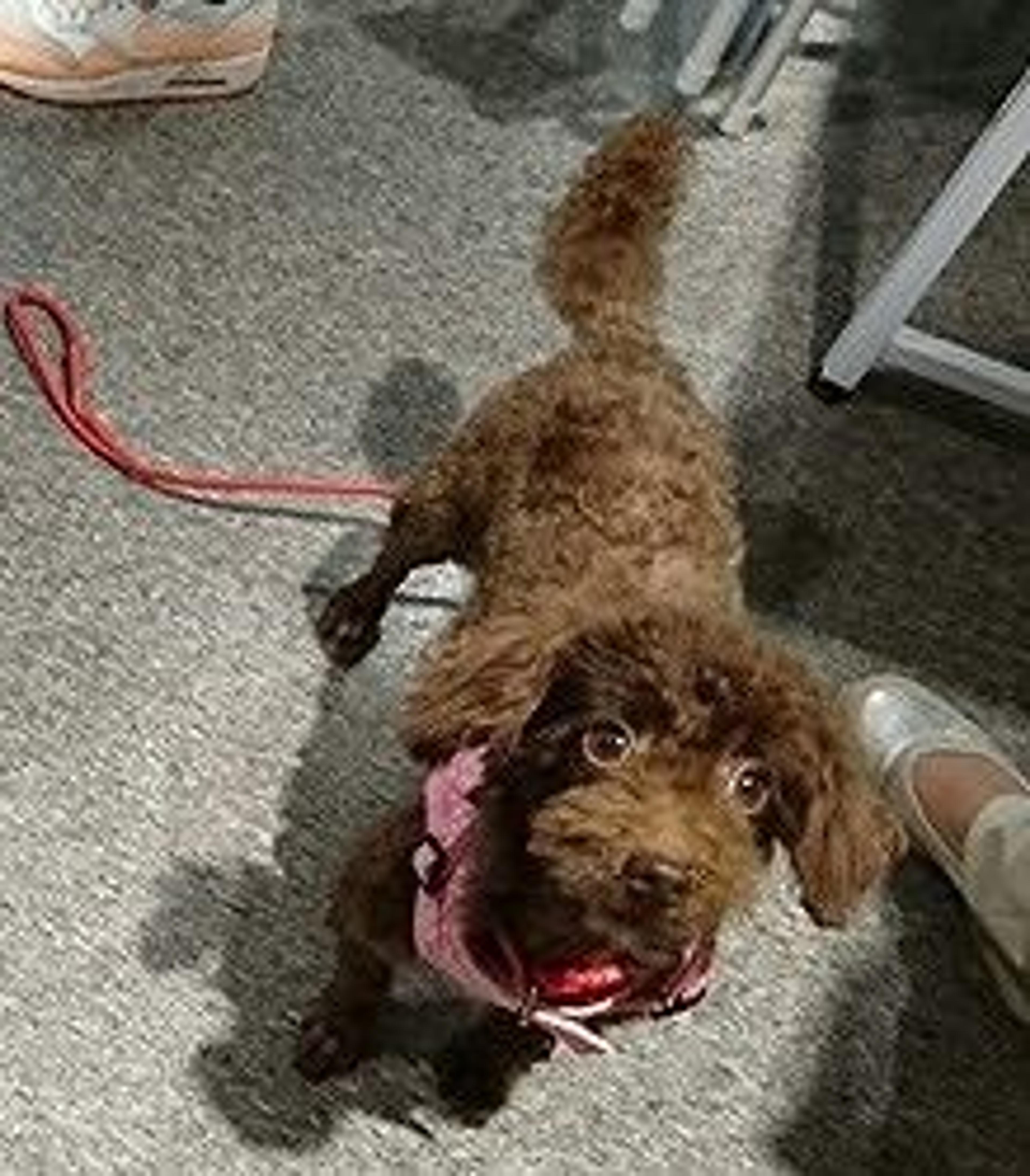 pet-image-2