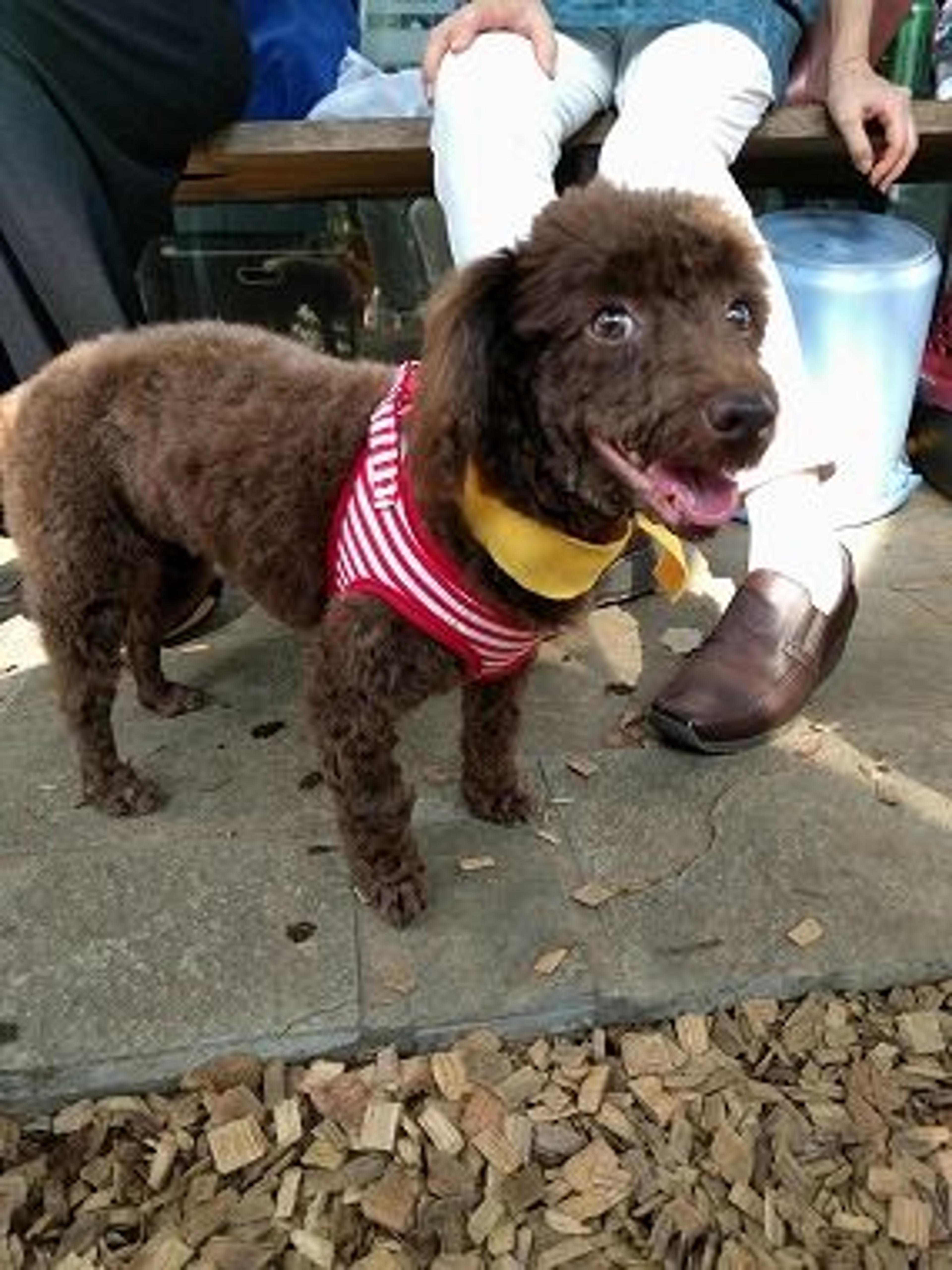 pet-image-3