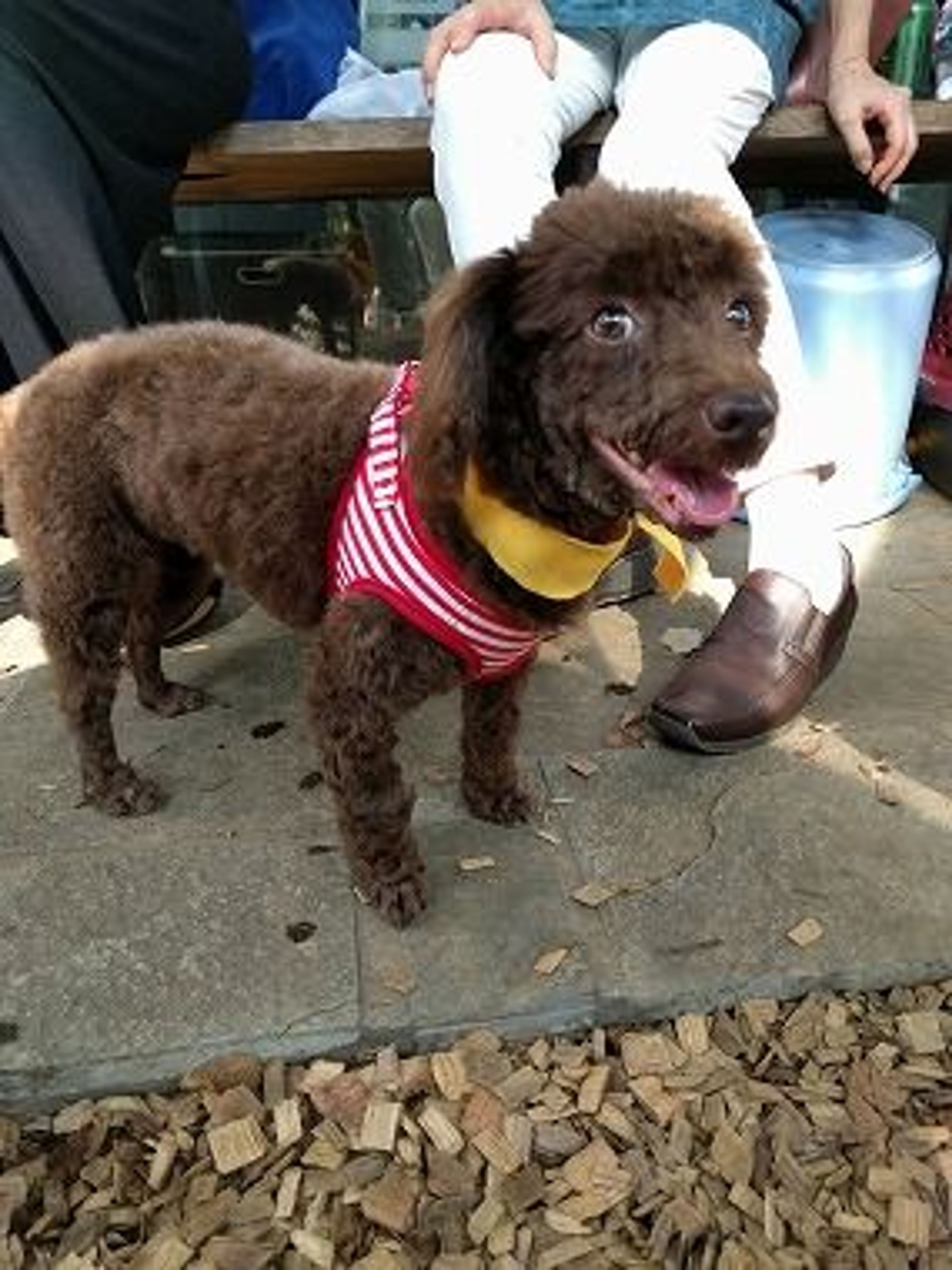pet-image-3