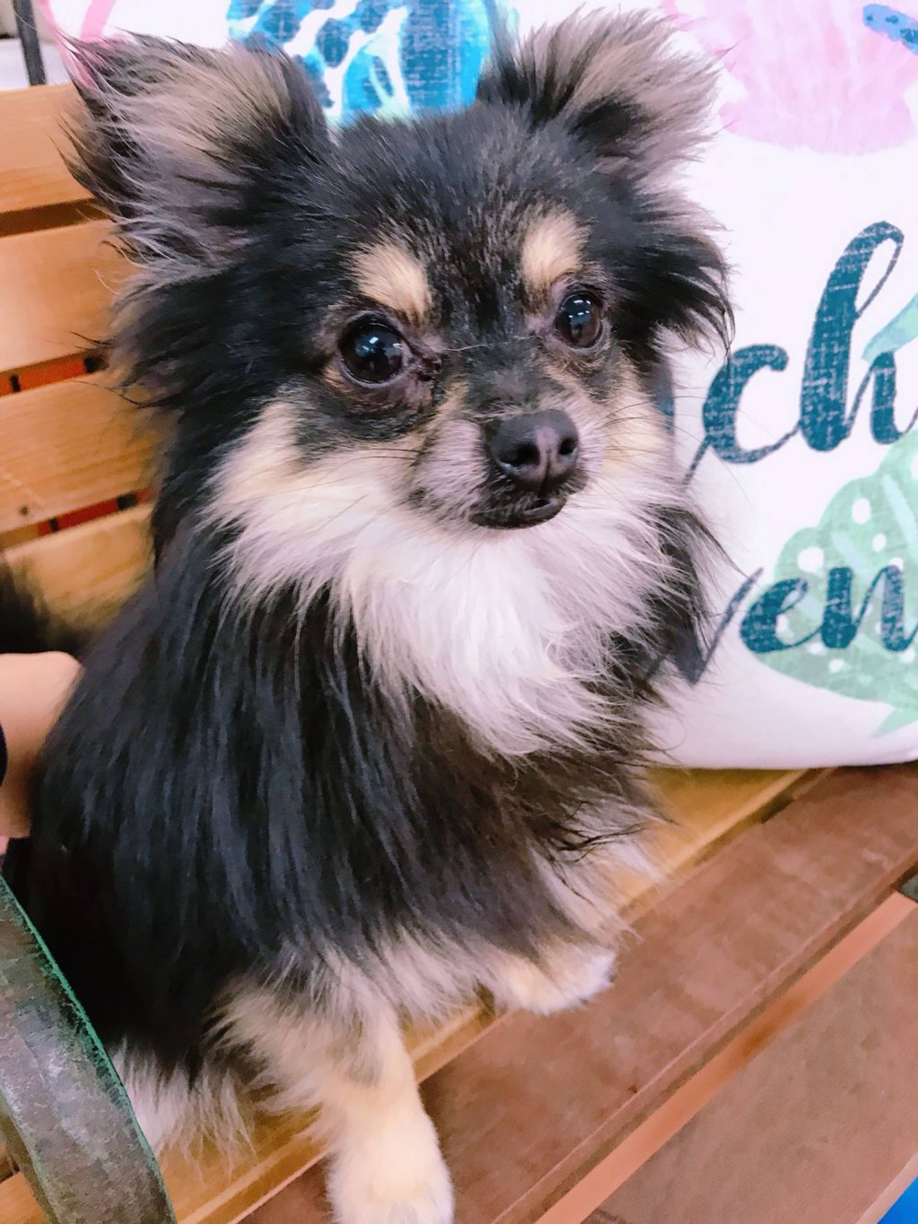 雑種（ミックス犬）・オスの里親募集の写真