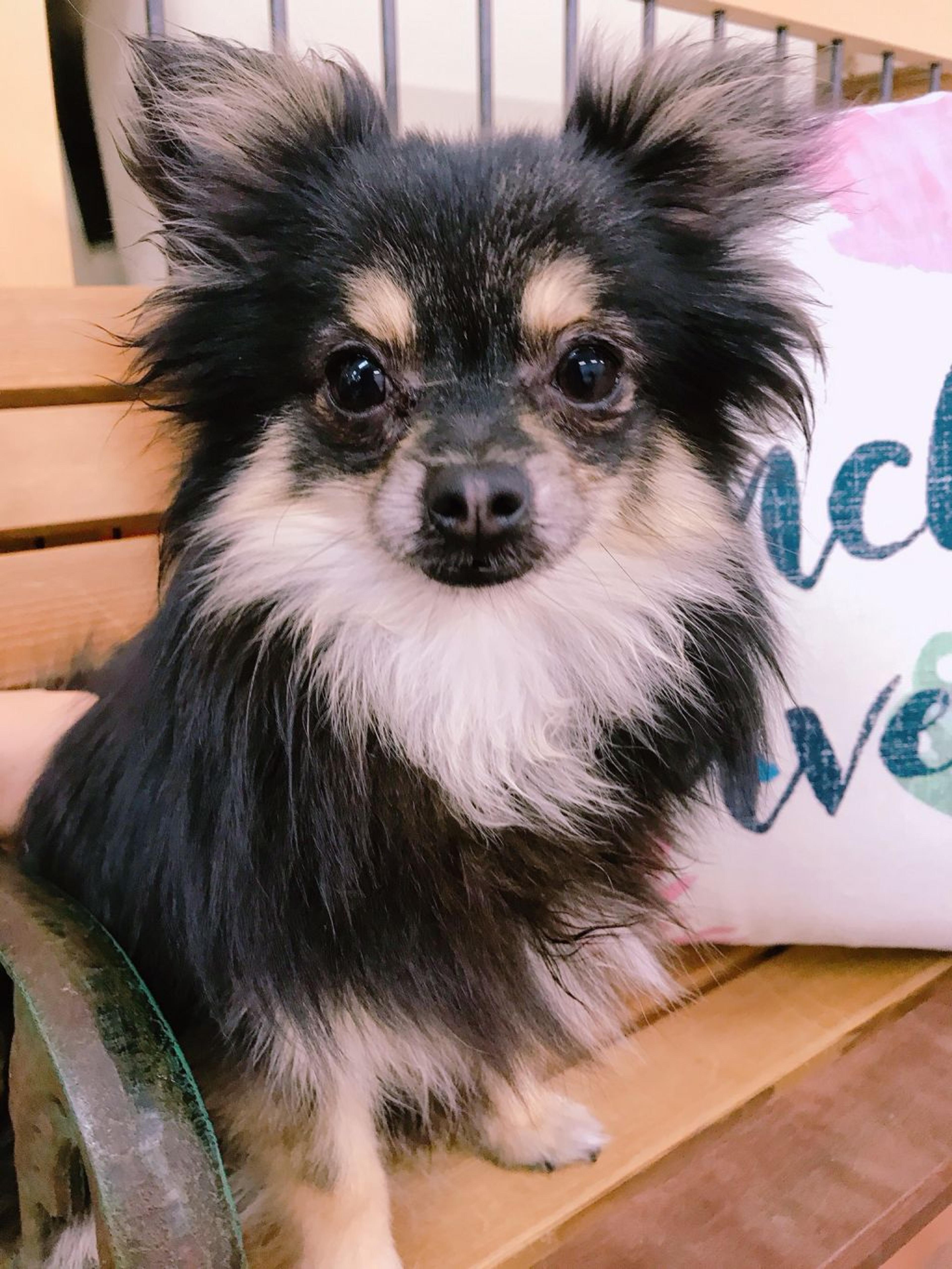 pet-image-2