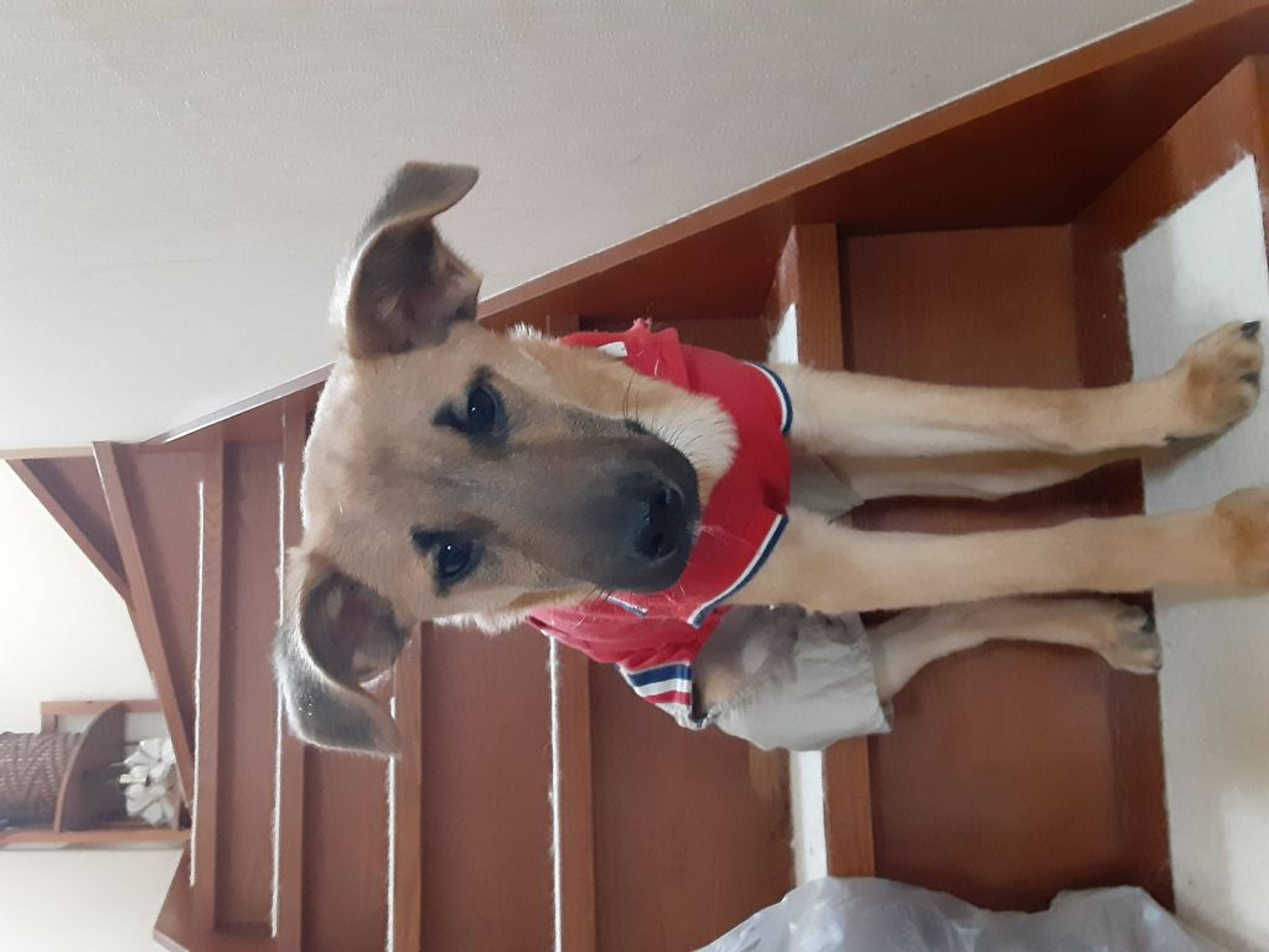 雑種（ミックス犬）・オスの里親募集の写真