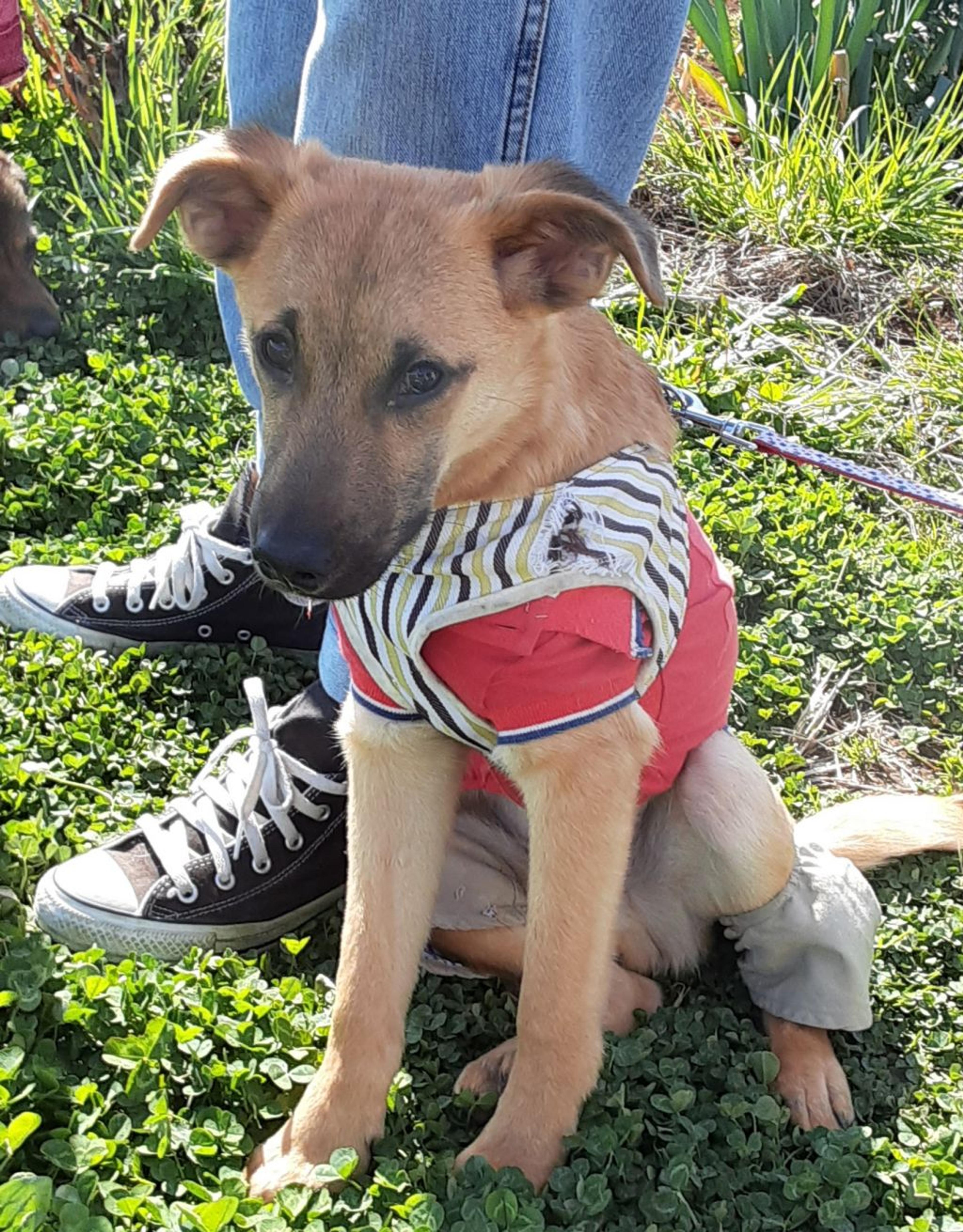 pet-image-2