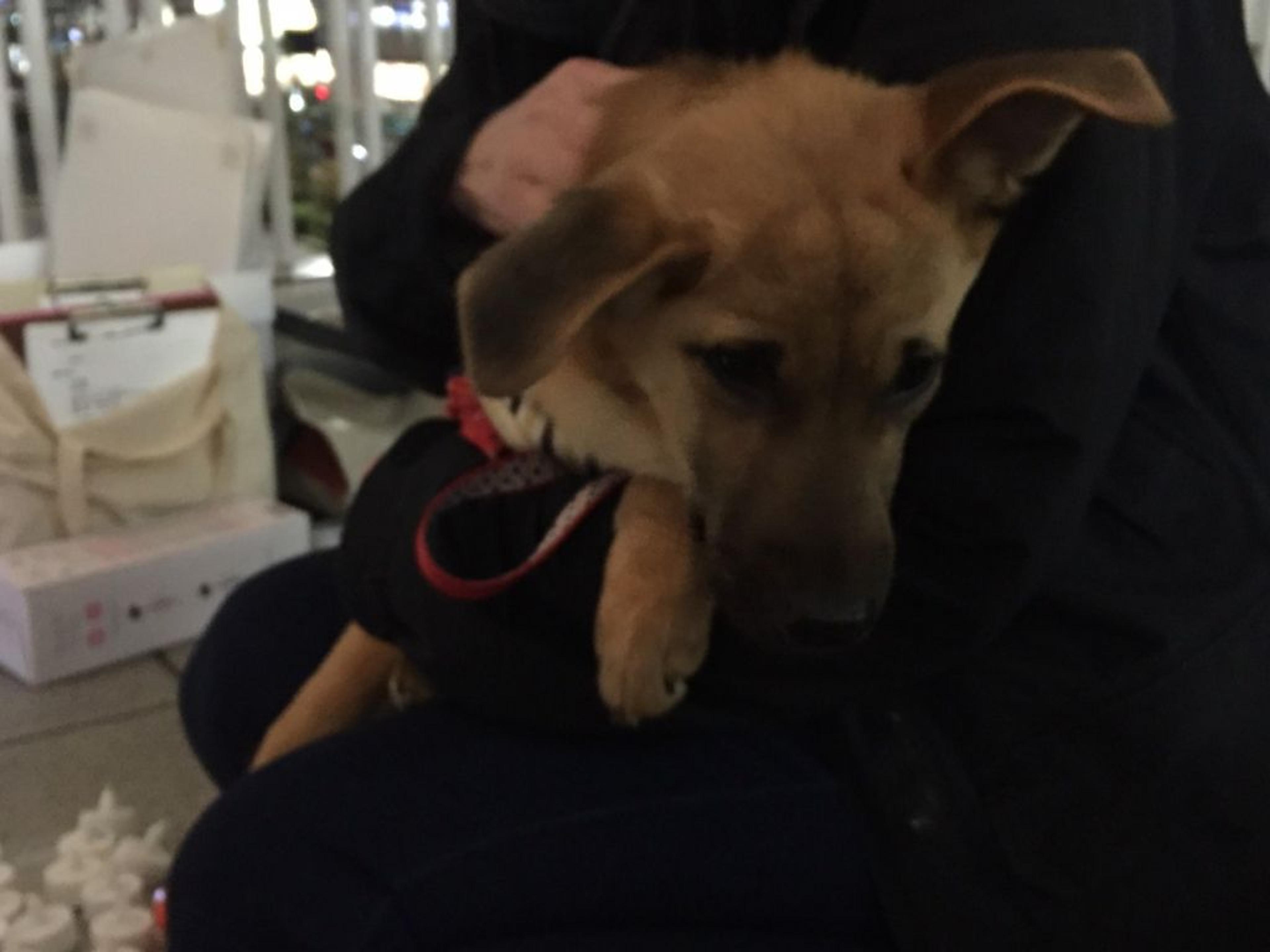 pet-image-3