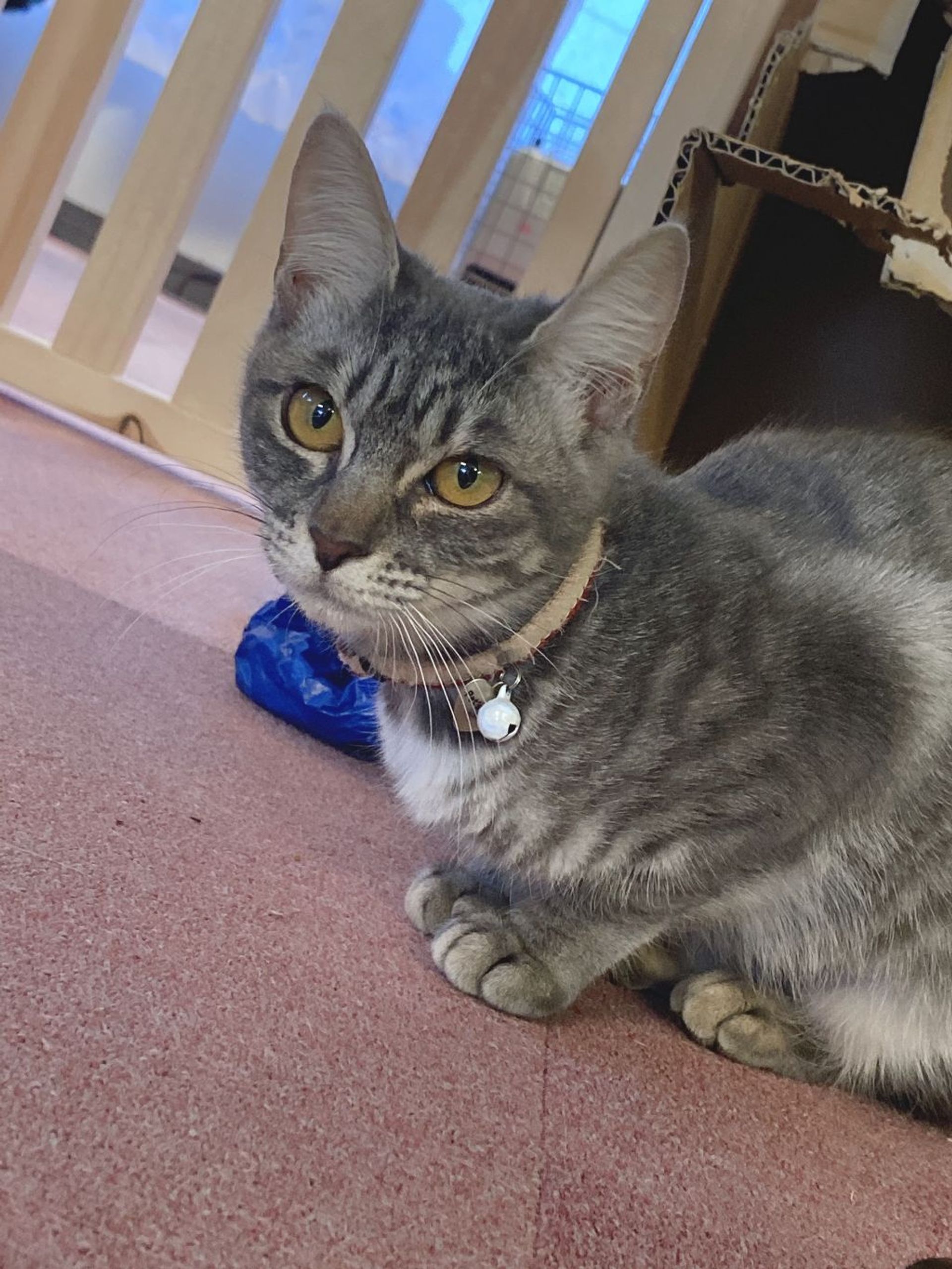 雑種（ミックス猫）・メスの里親募集の写真